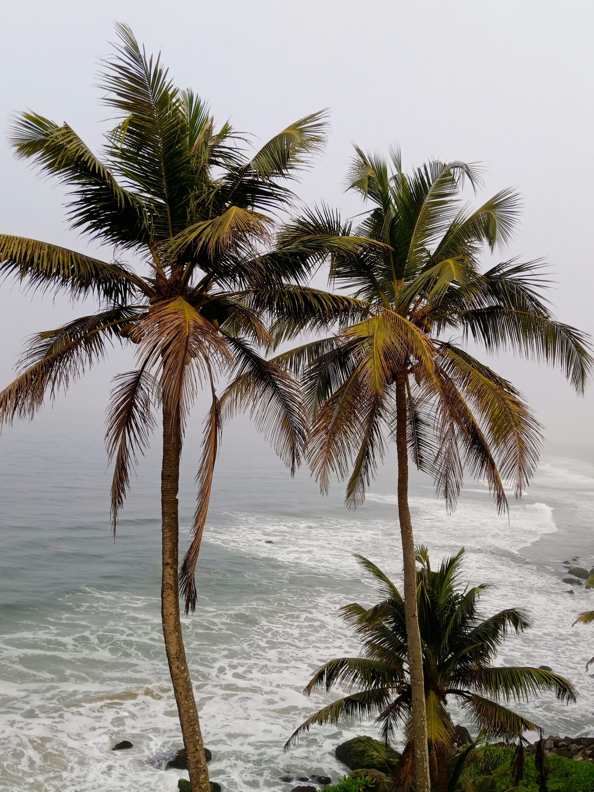 Palm trees near a beach
