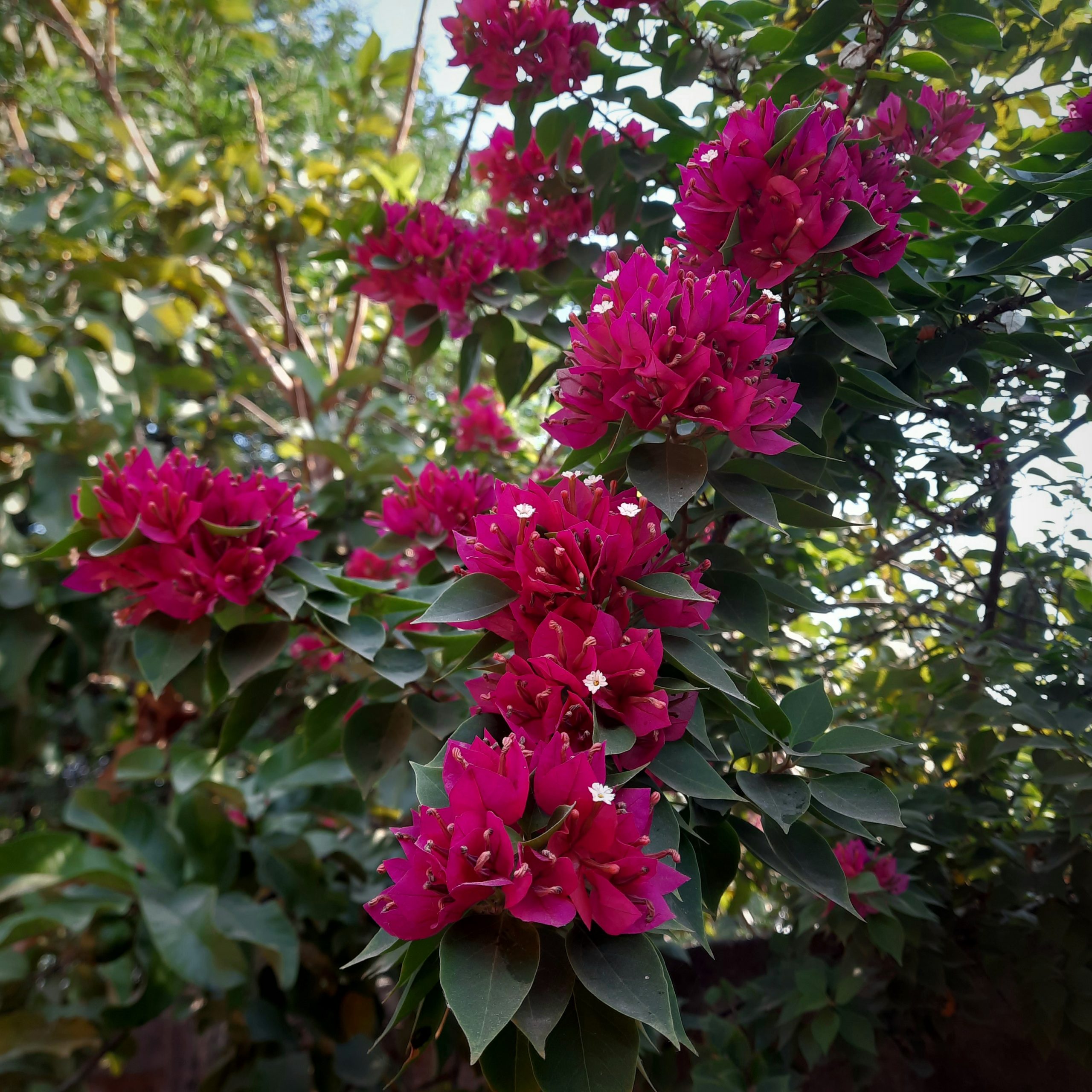 Flowering plant