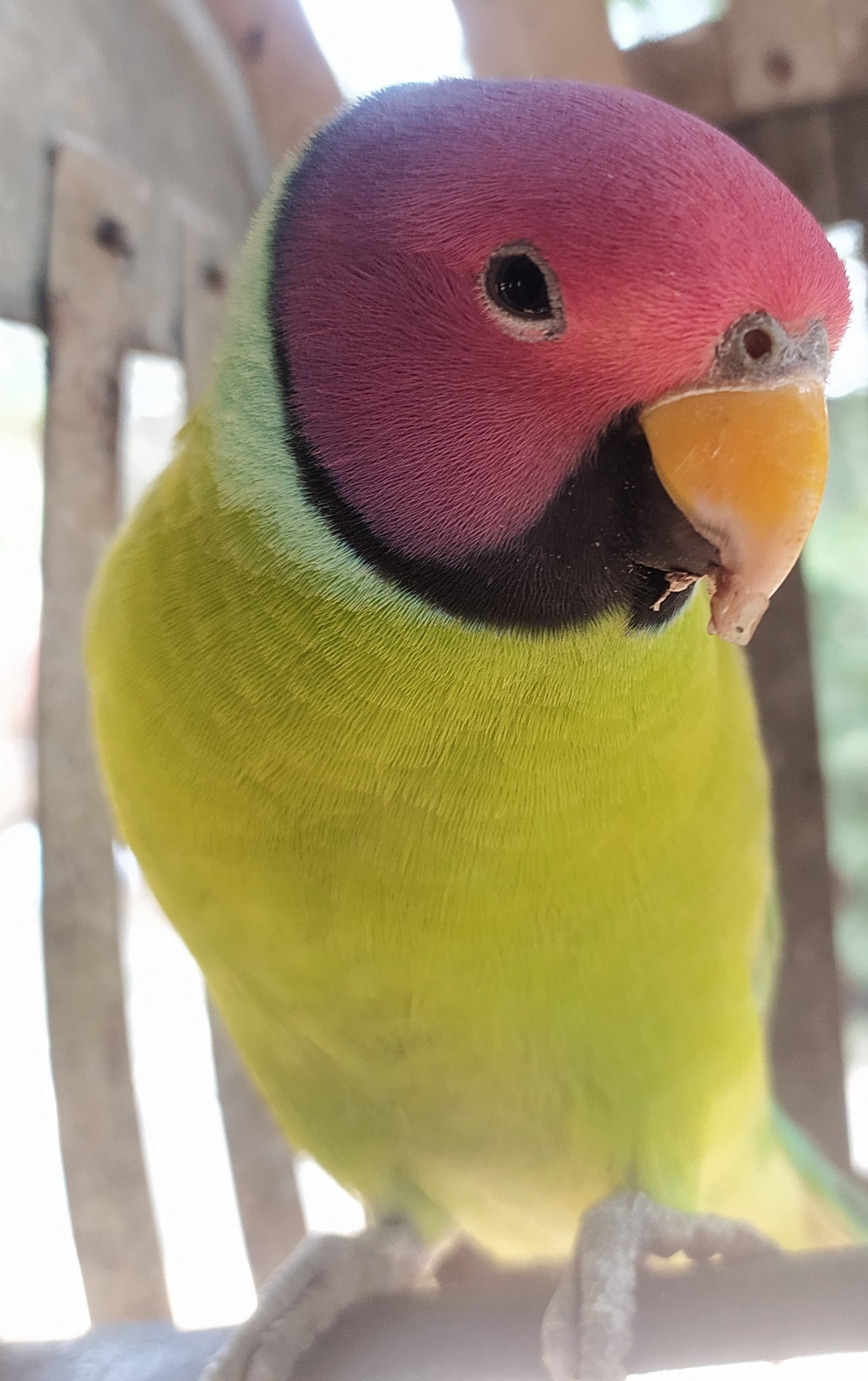 Parrot