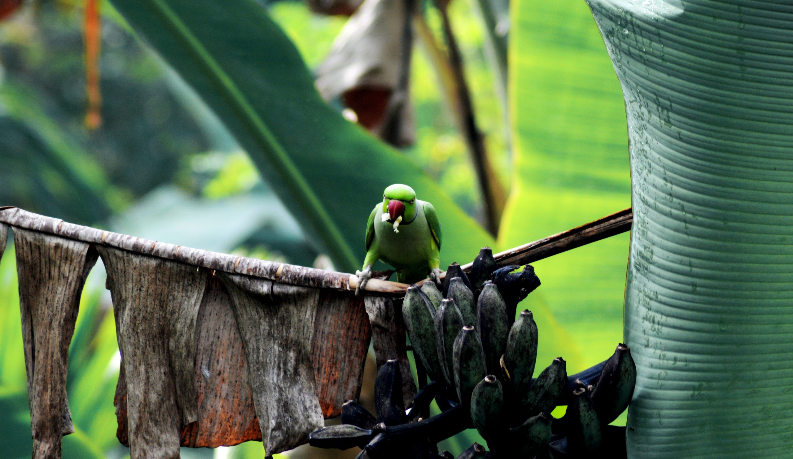 Parrot sitting on tree