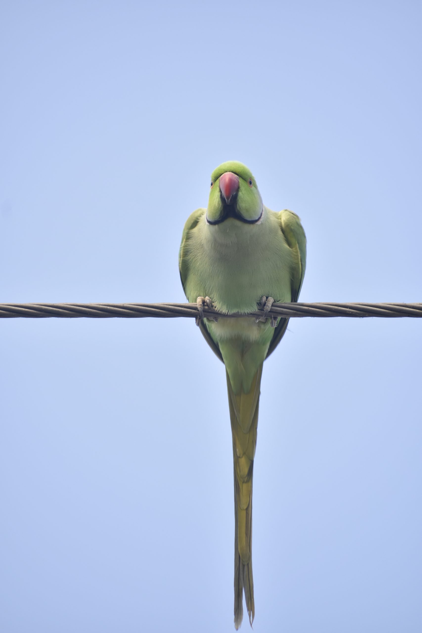 A parrot sitting on electric wire