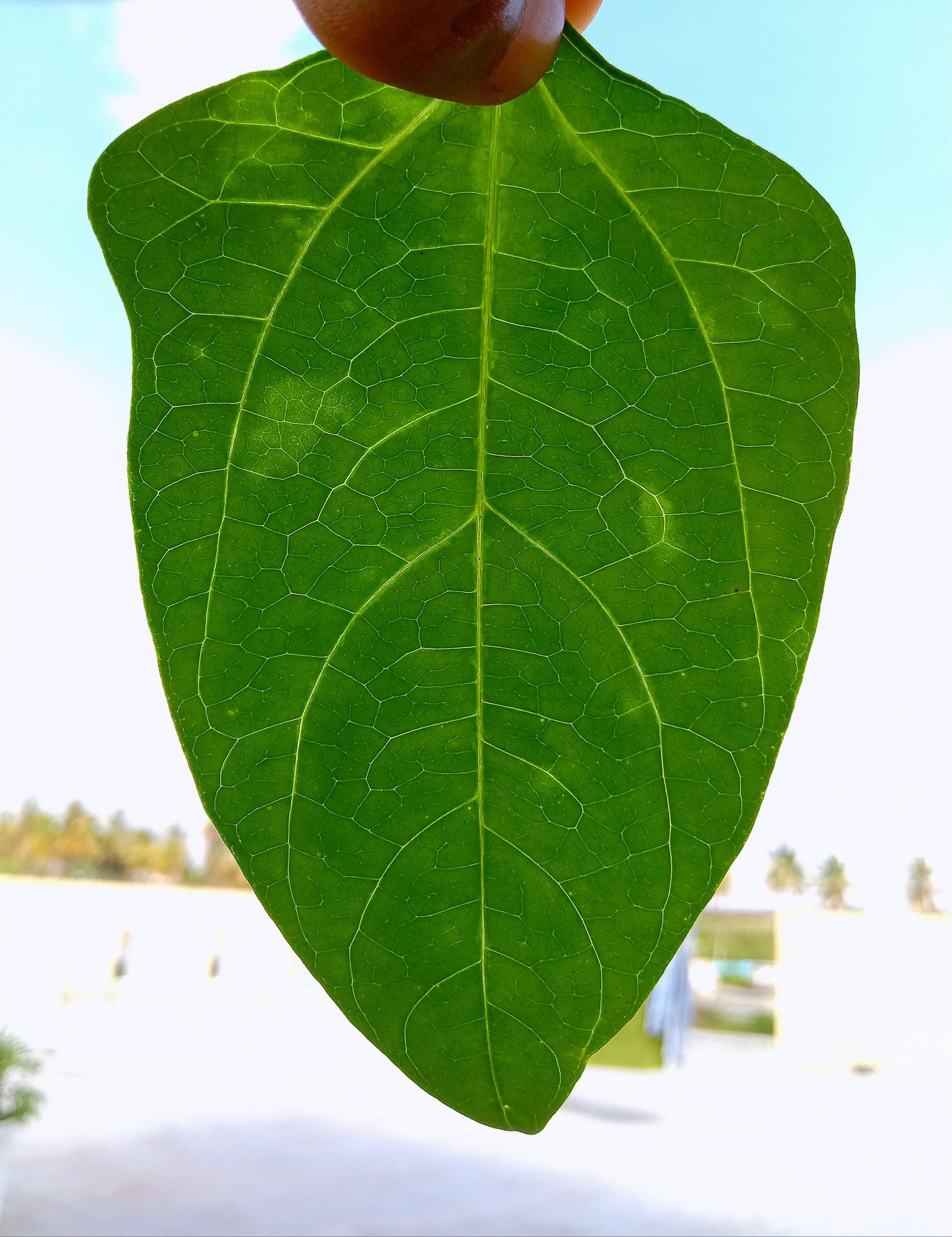 Leaf