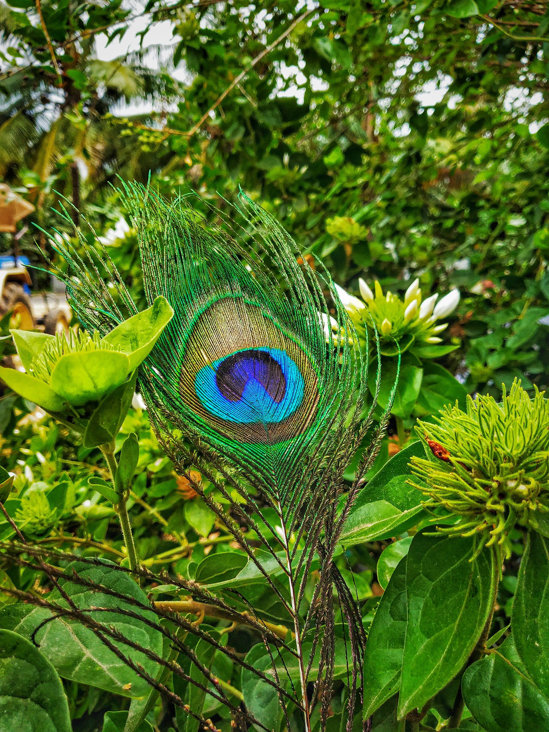 Feather of peacock