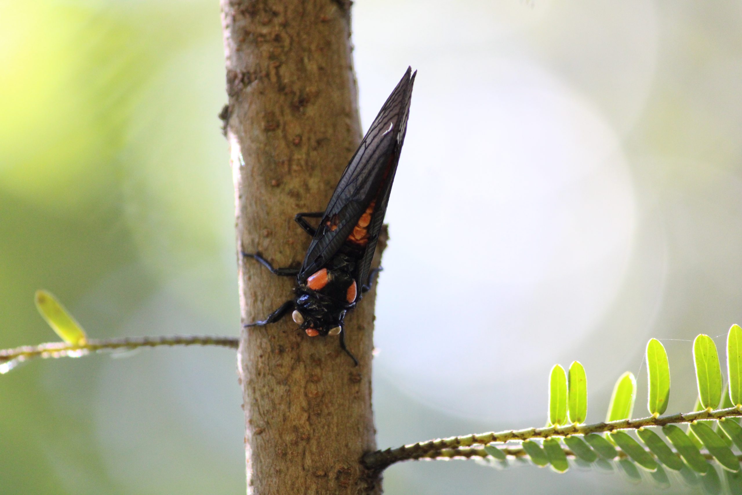 Periodical Cicada Close-up