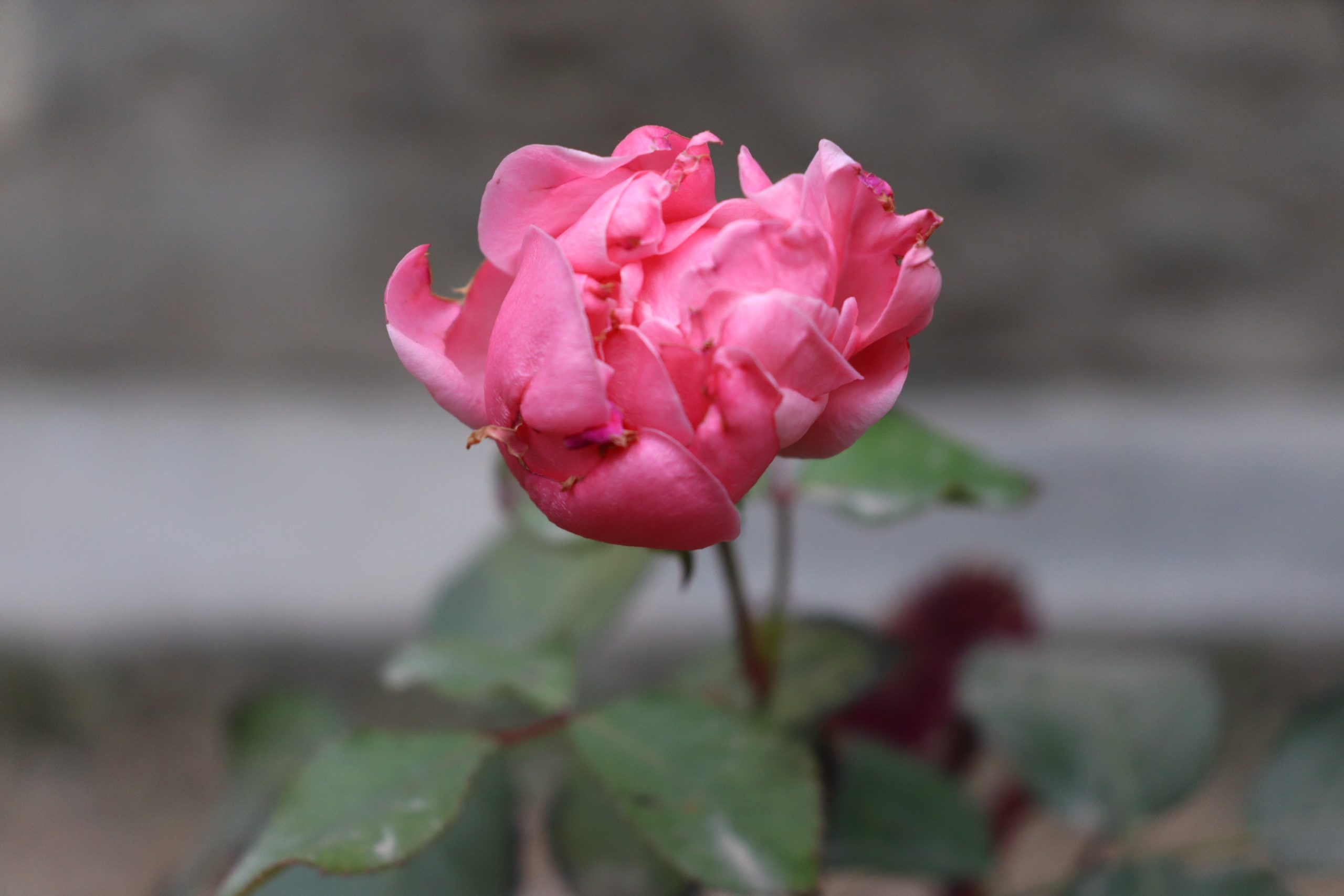 Pink Chinese Rose