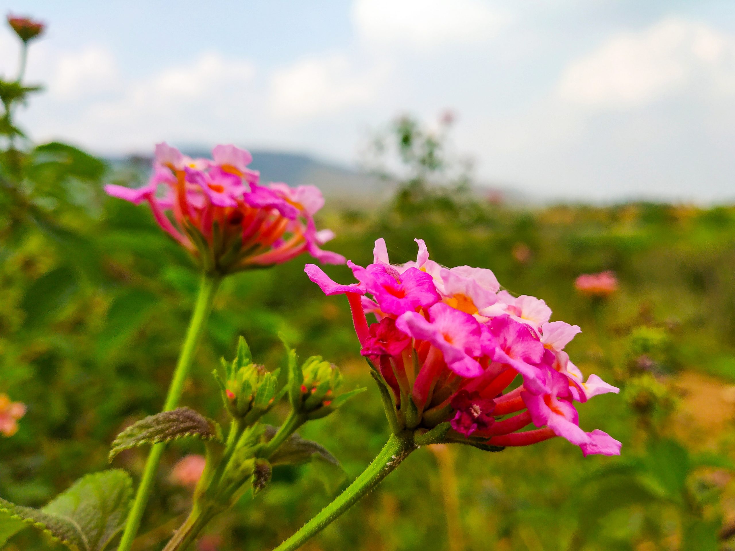 pink flower