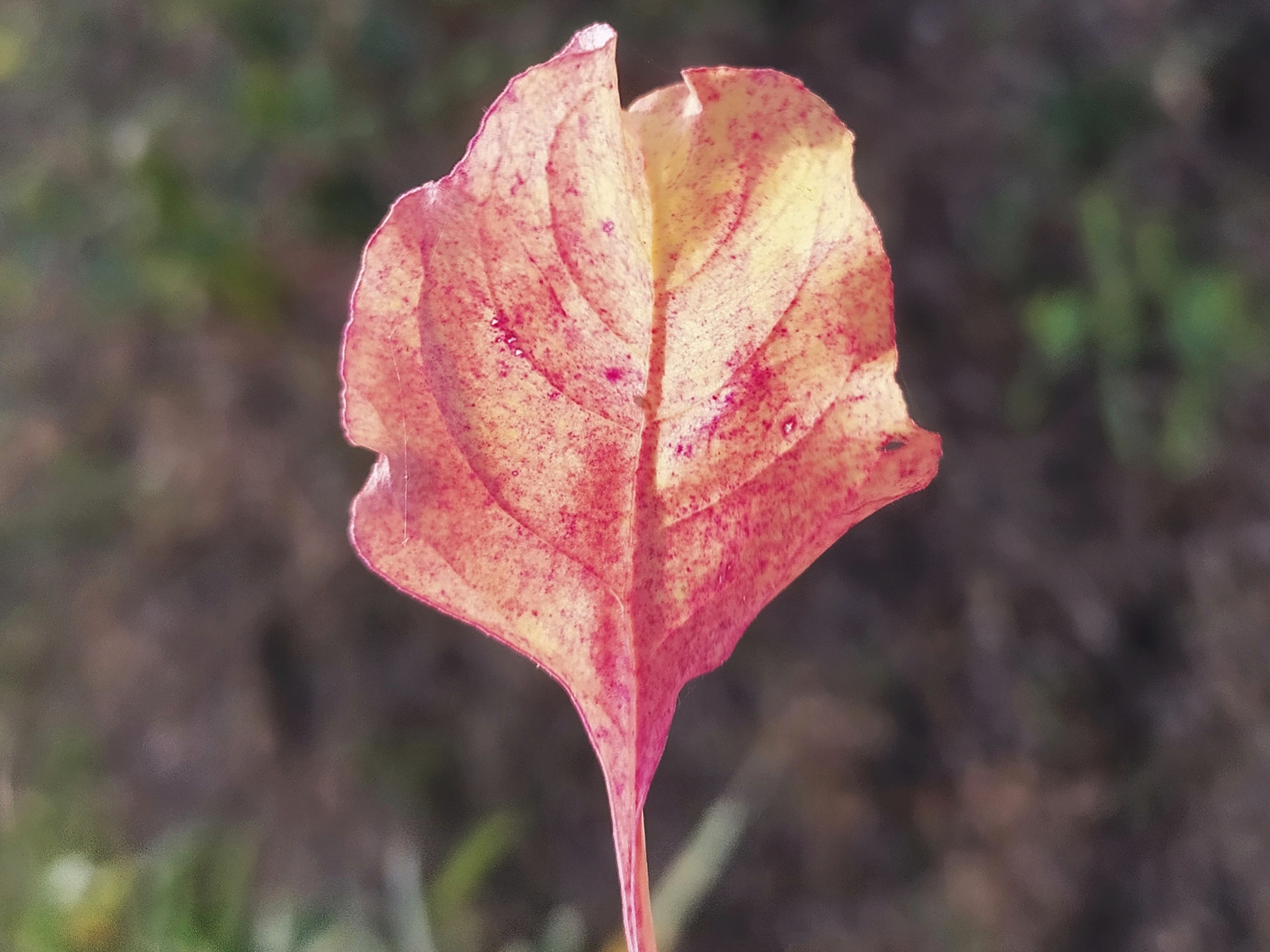 pink leaf