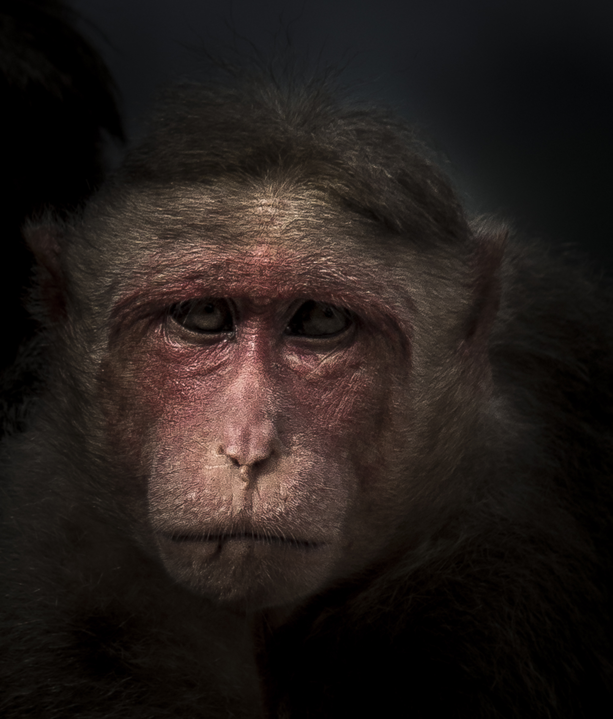 Face of a monkey
