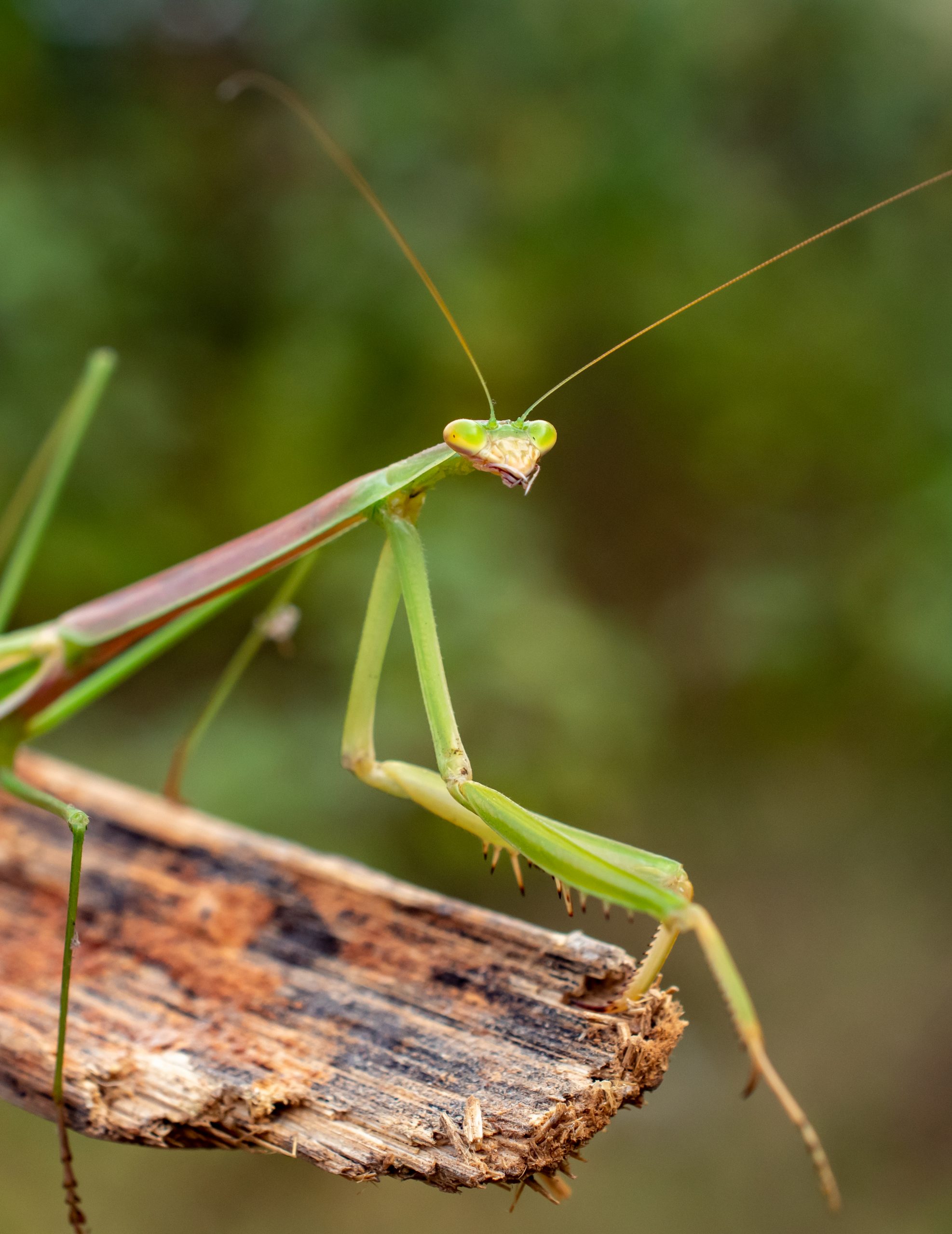 Portrait of praying mantis on wood - PixaHive