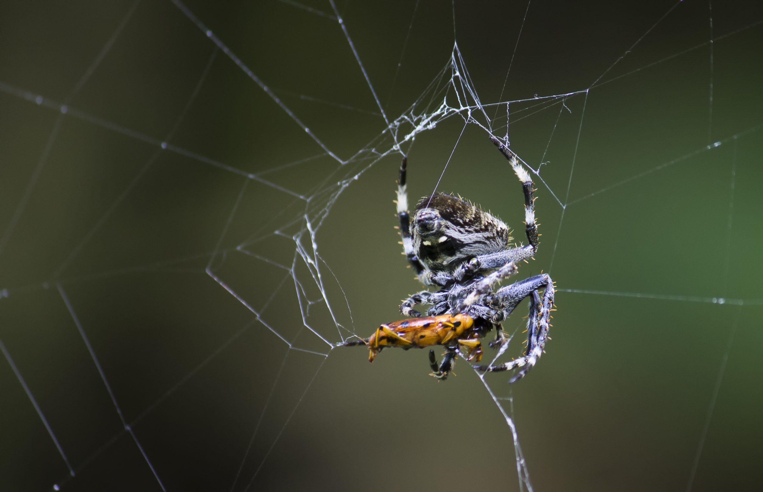 Spider web