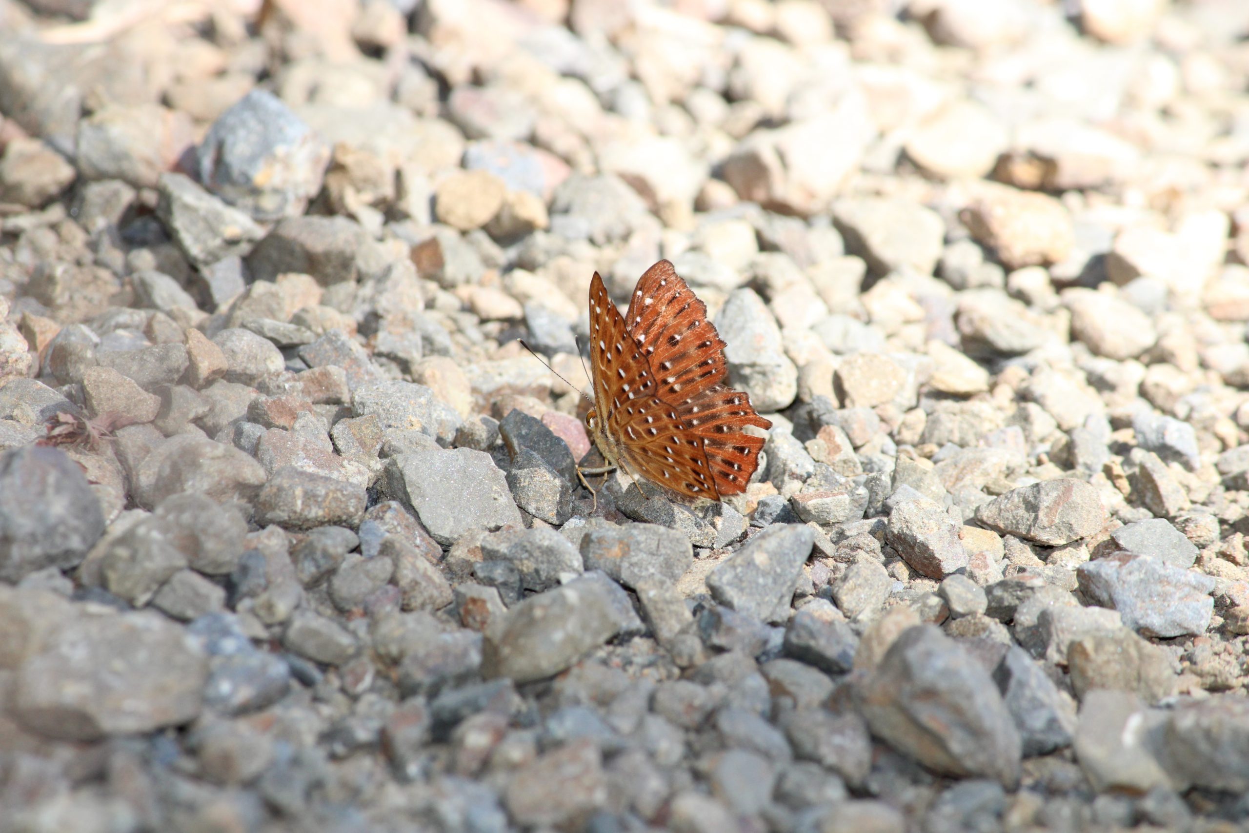 butterfly on stones