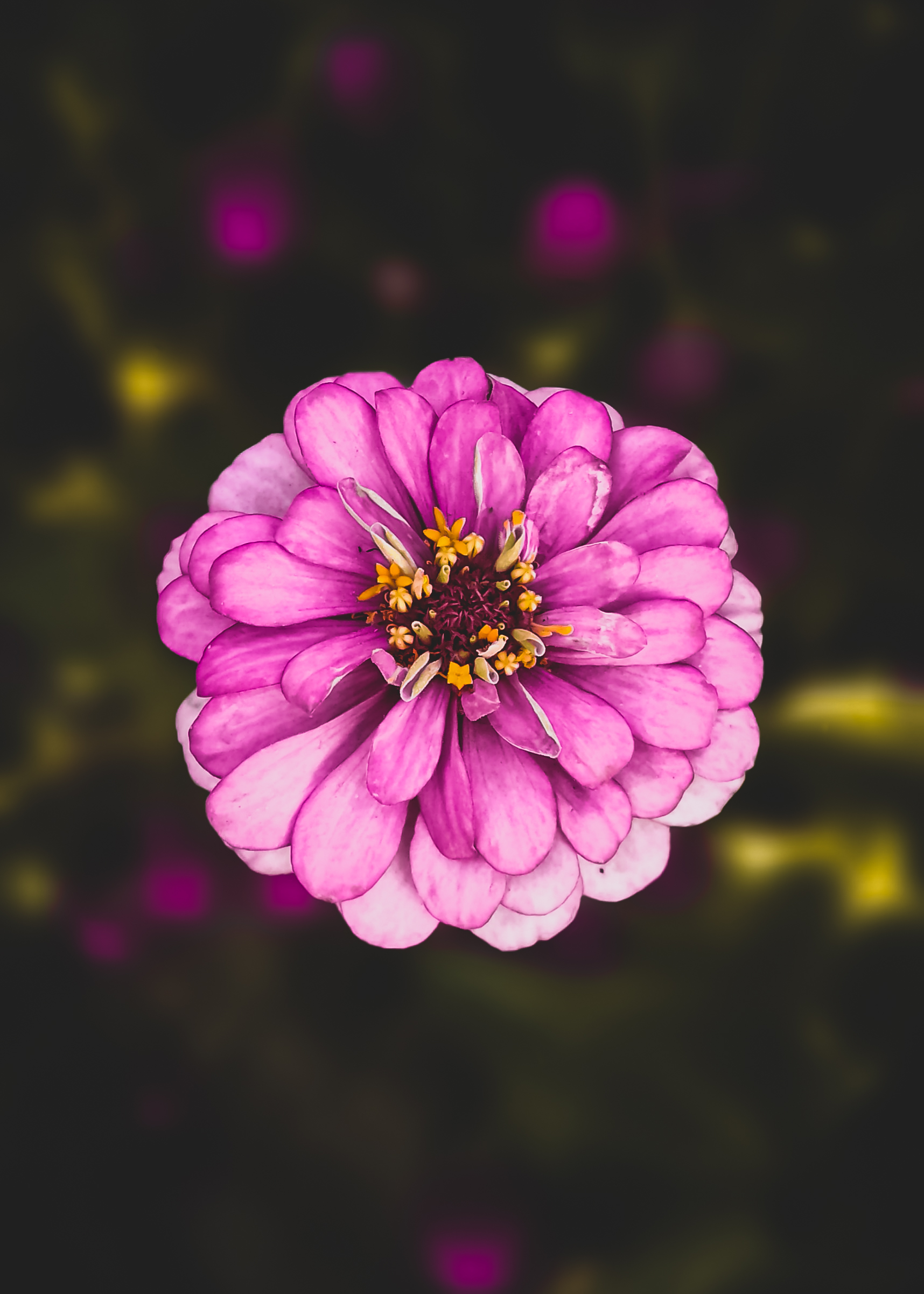Purple Flower Close-up