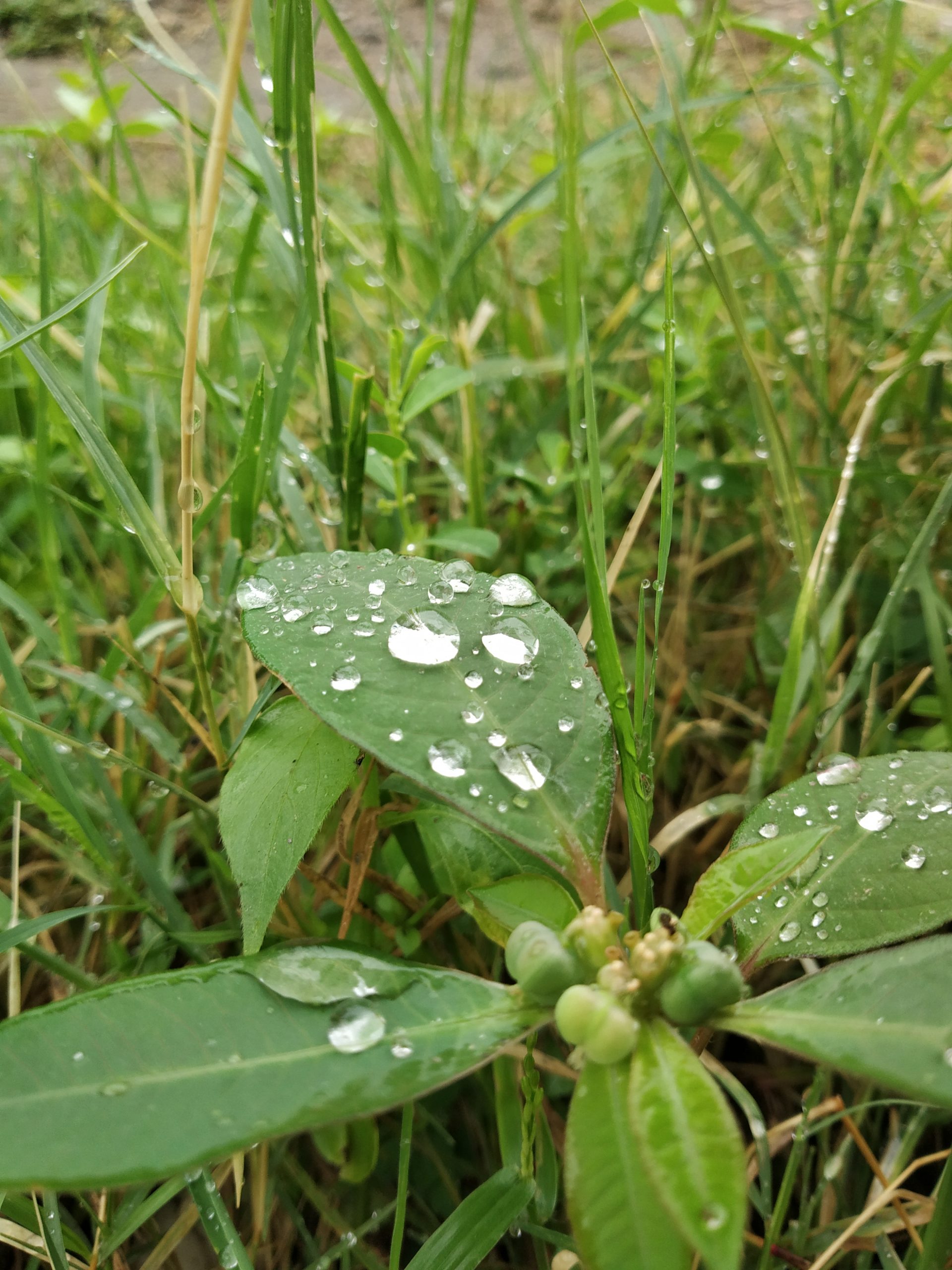 Water drops on leaf