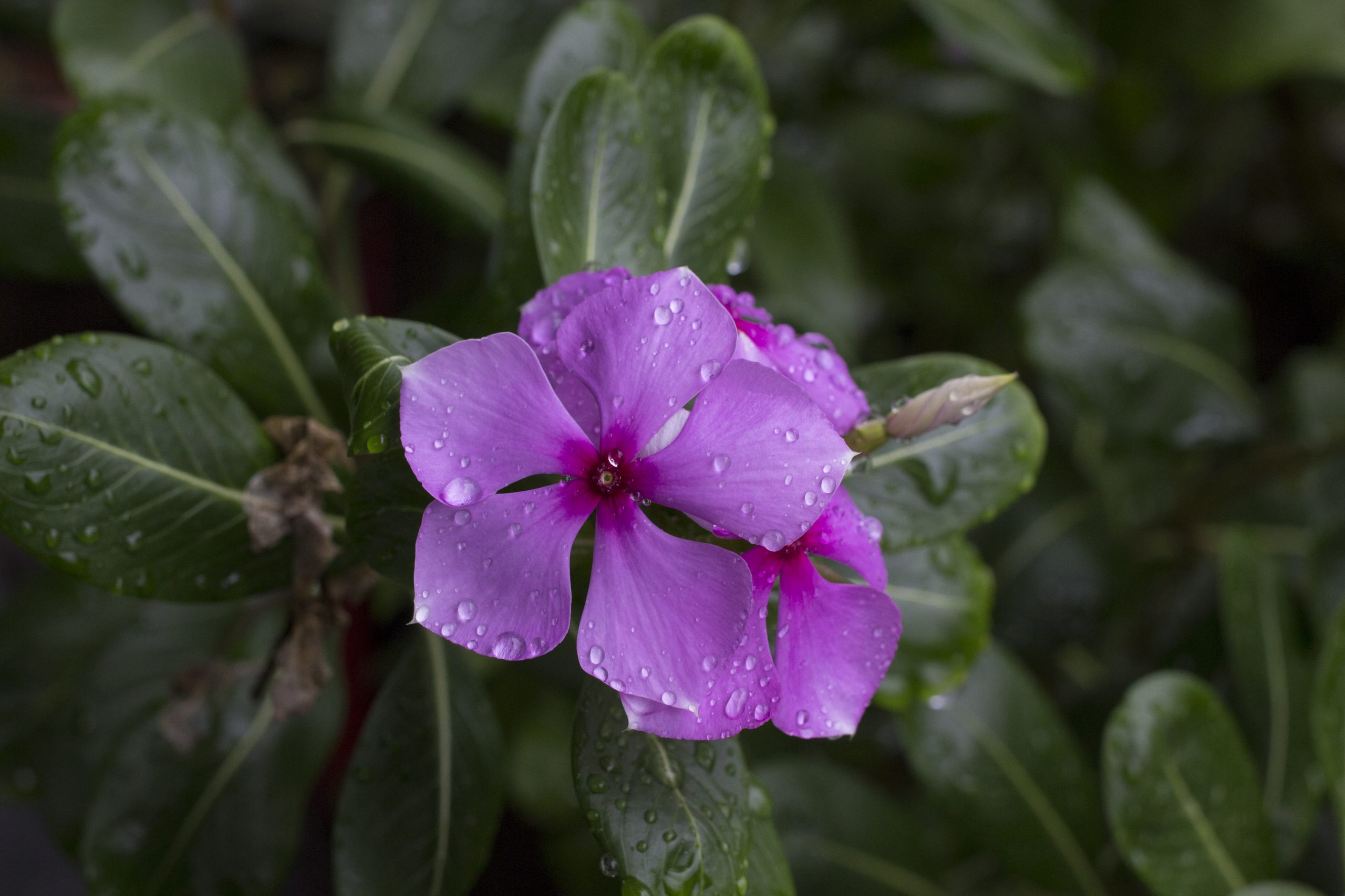 water drops on flower