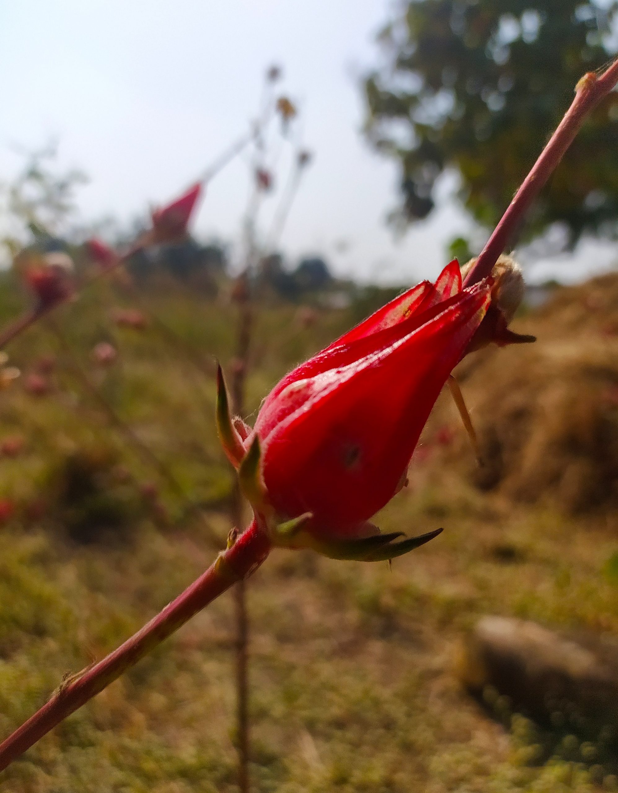 red flower