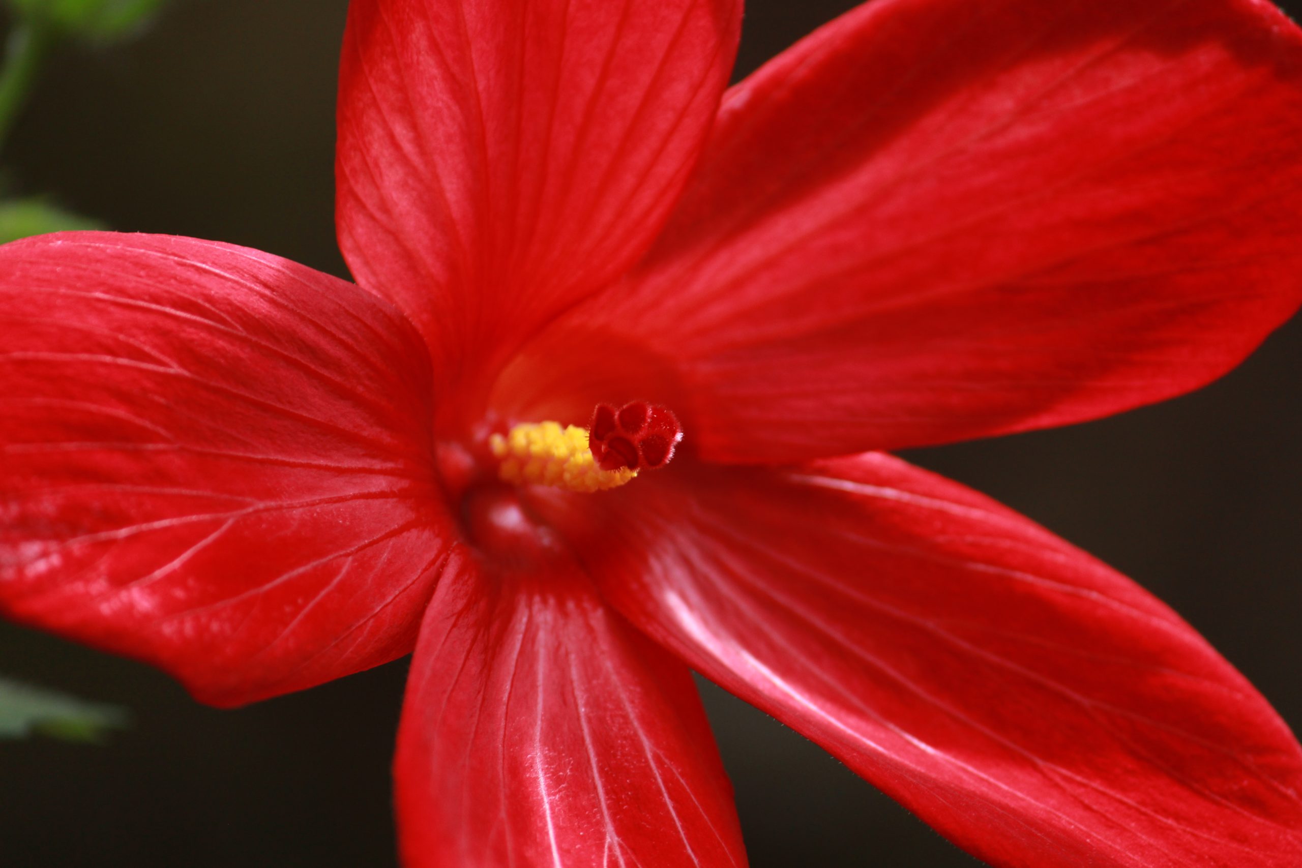 Red Blooming Flower