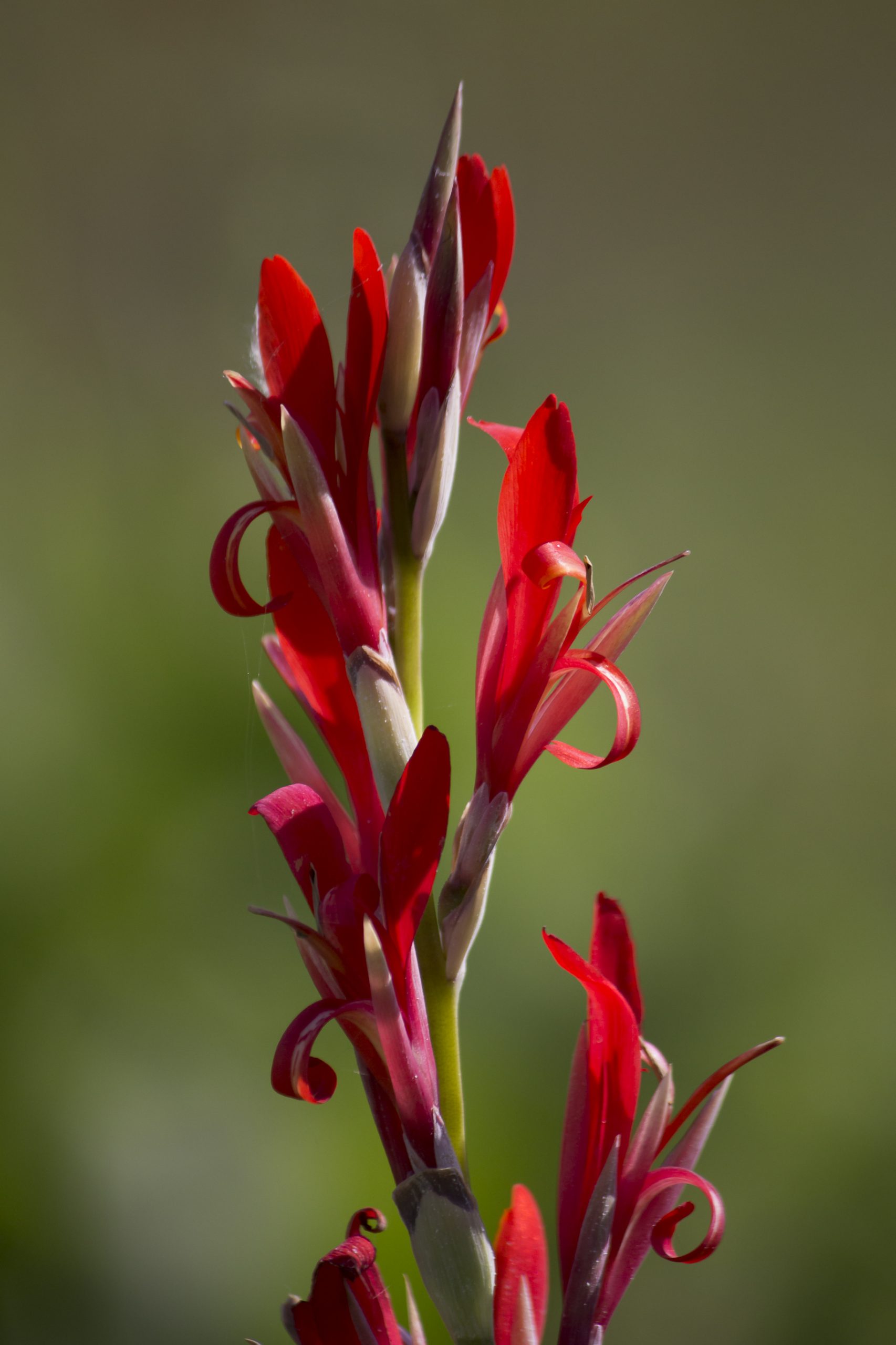 red flower