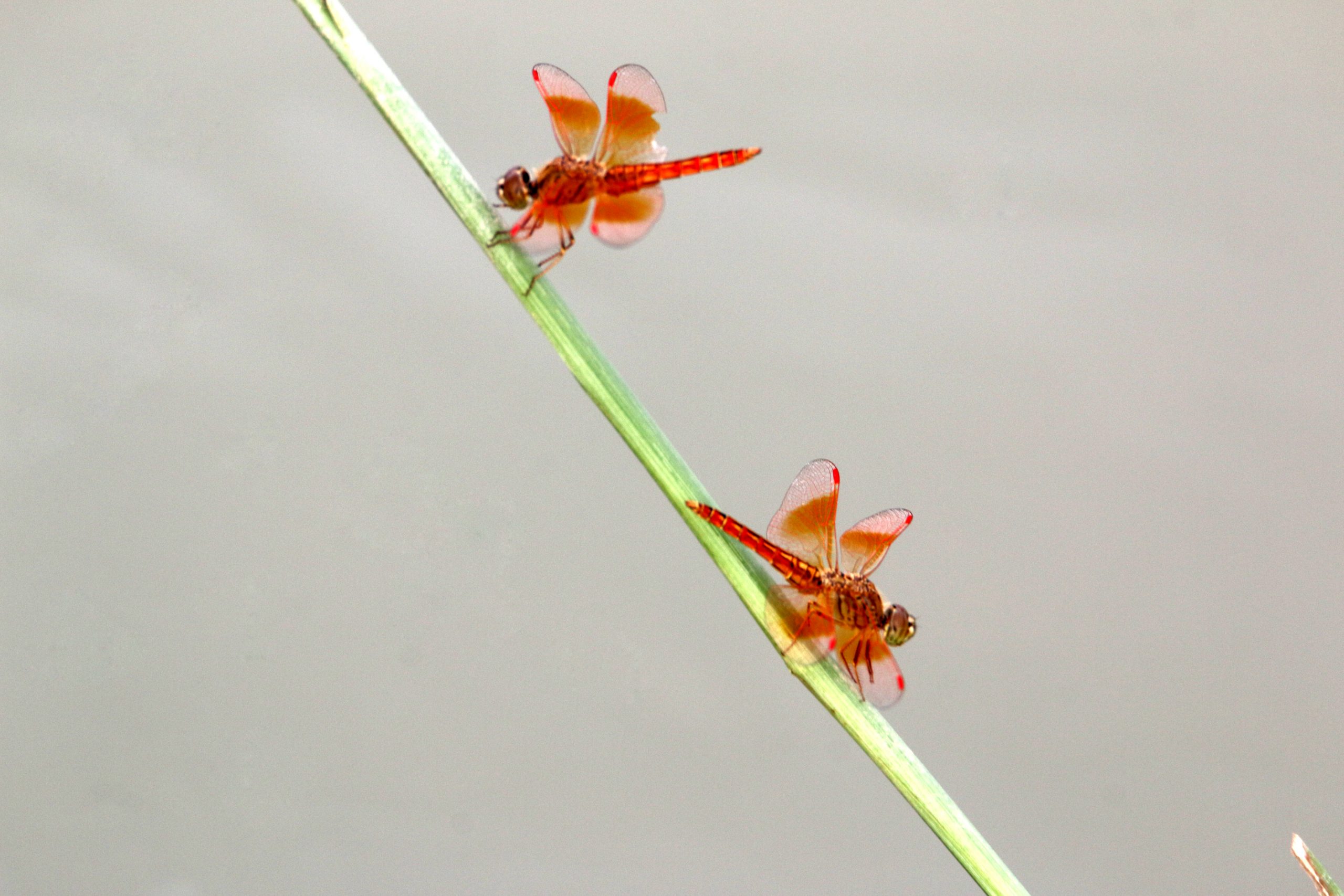 Red dragonflies on a twig
