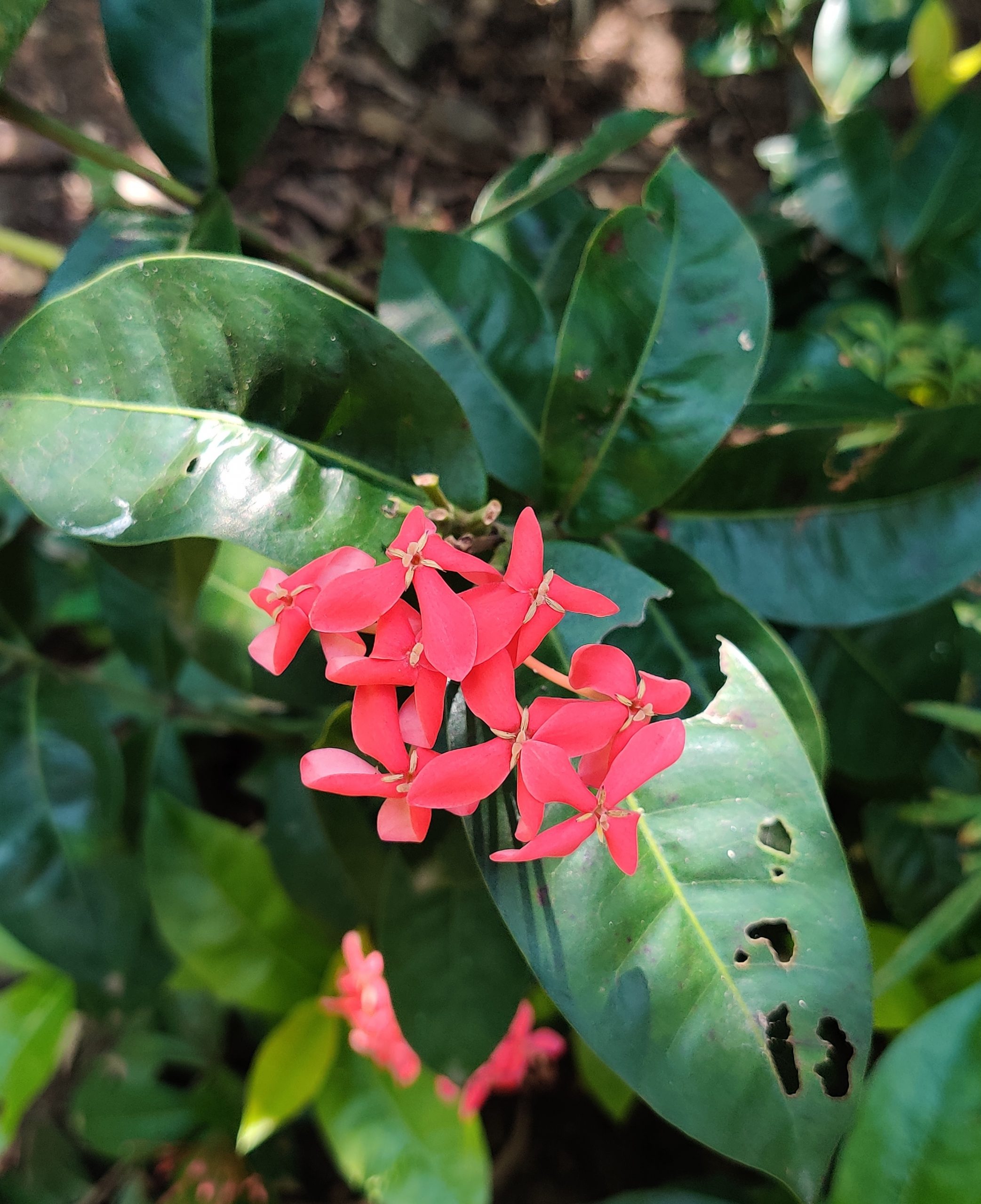 Red flowers on a plant