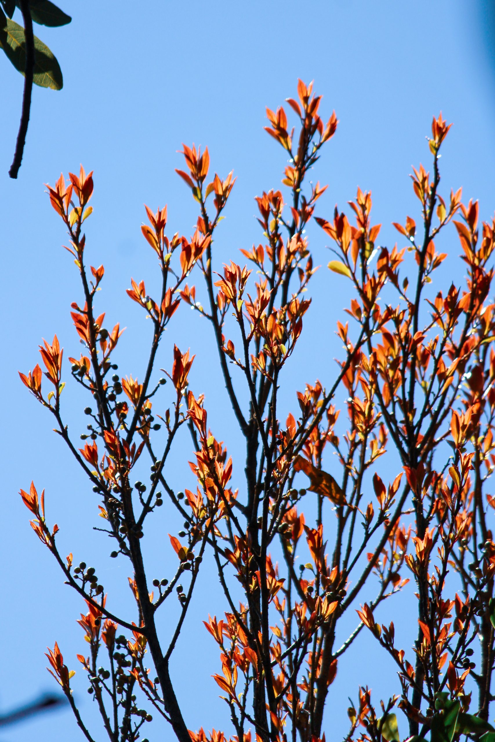 New leaves on tree branches