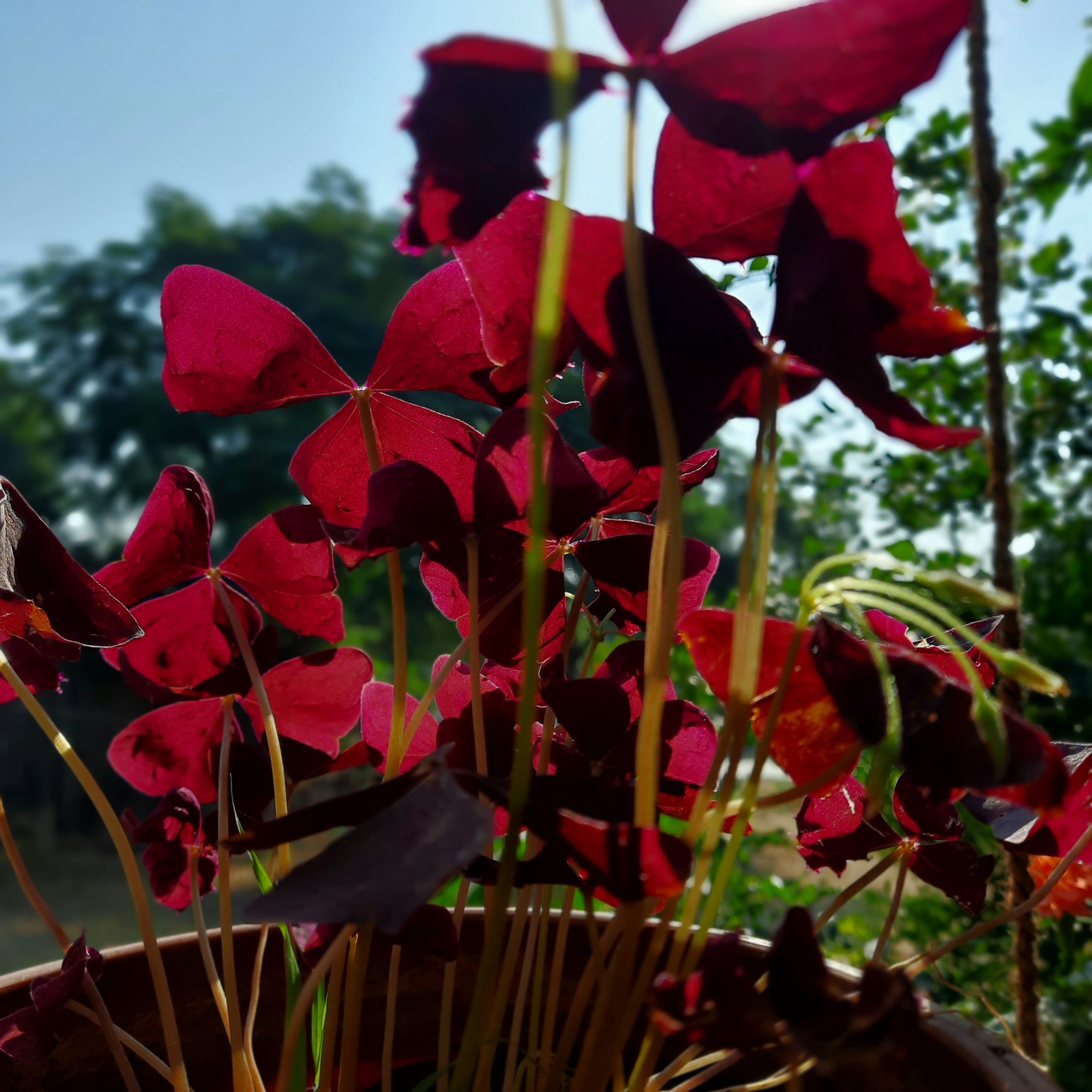 Red petals of a flowering plant