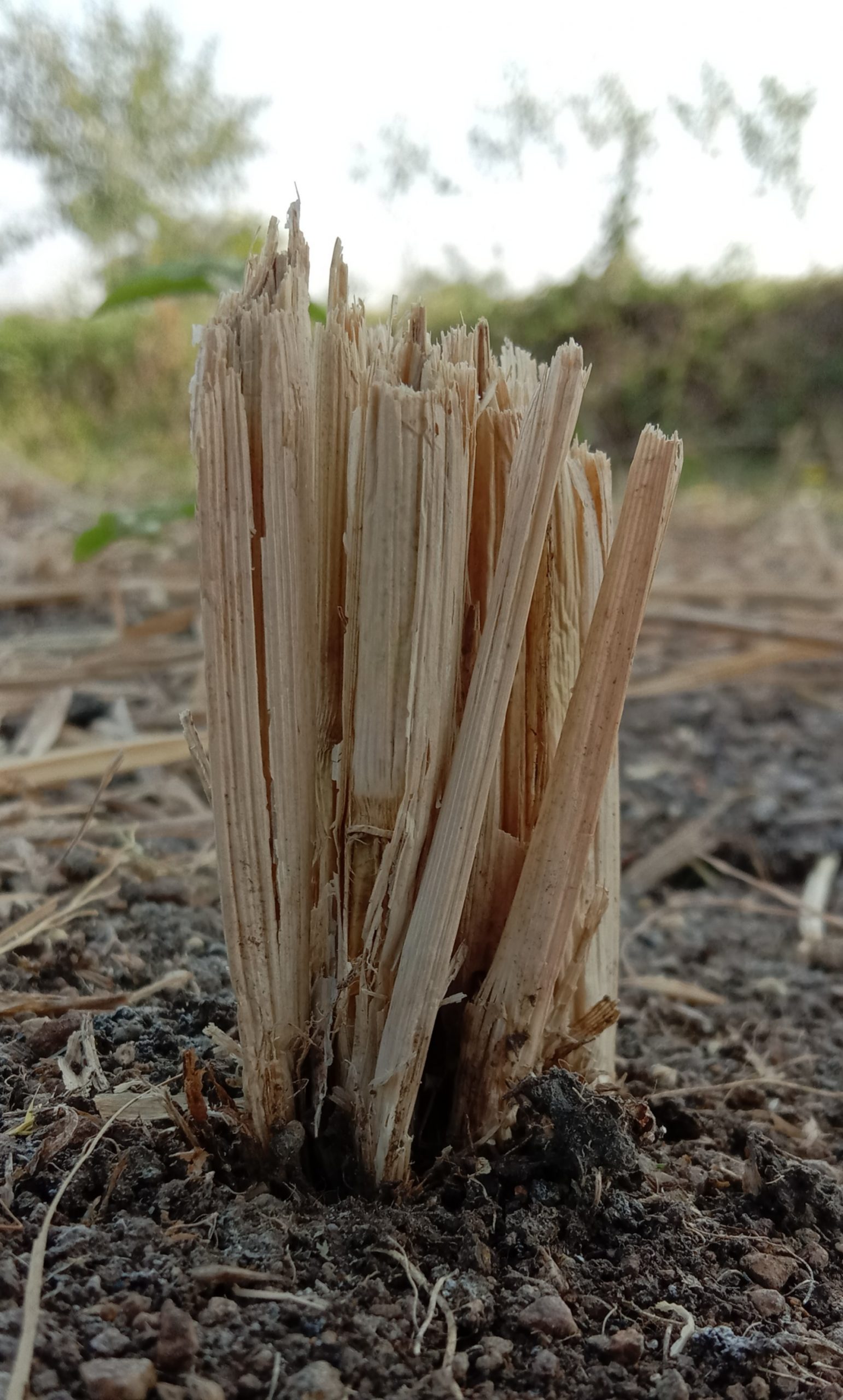 Rice plant stem