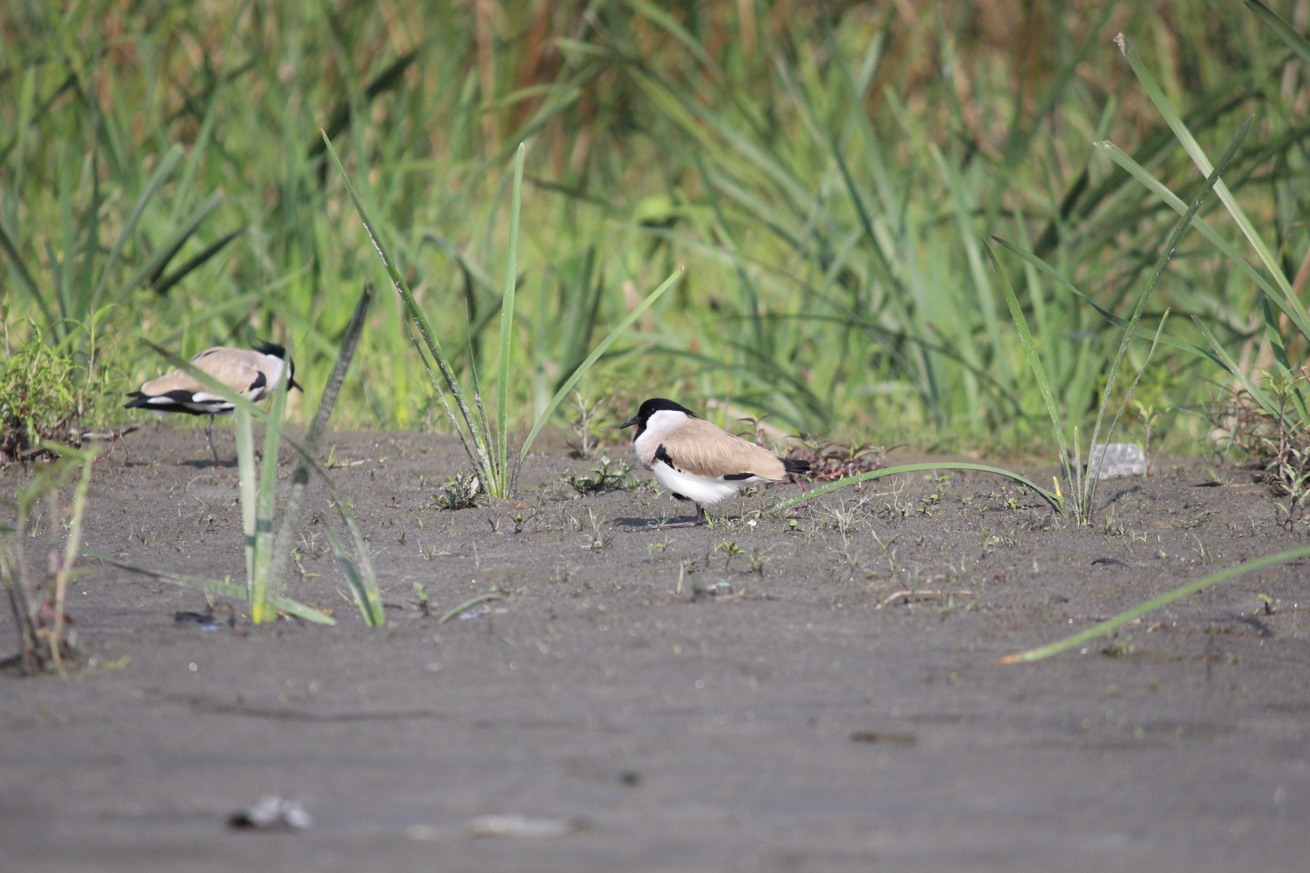 River Lapwing birds