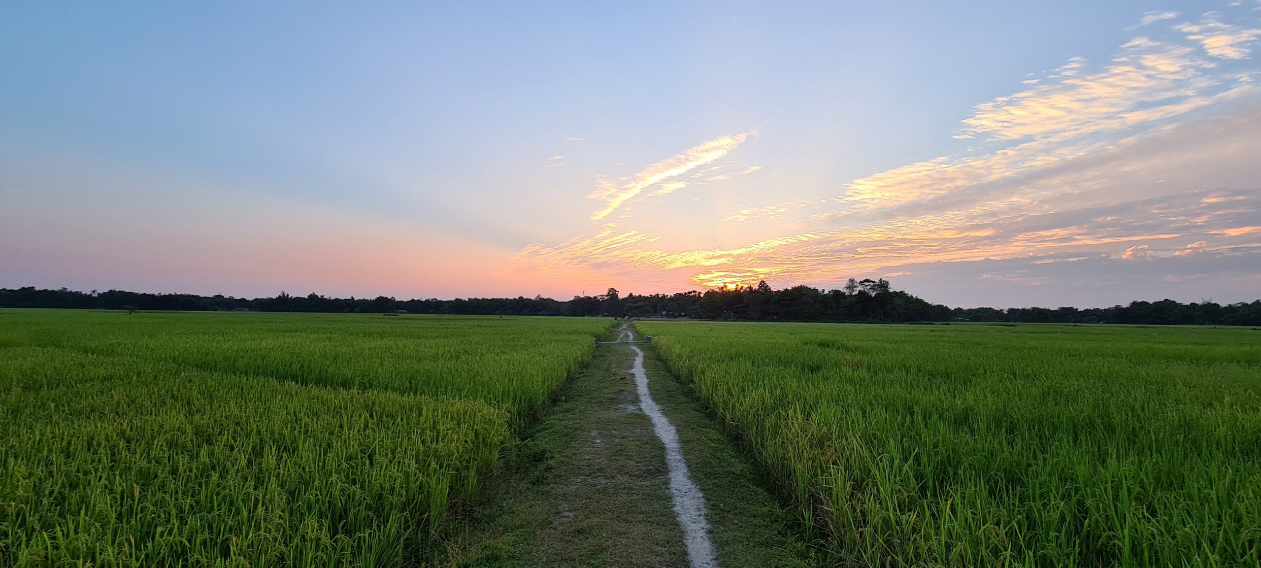 Agriculture field