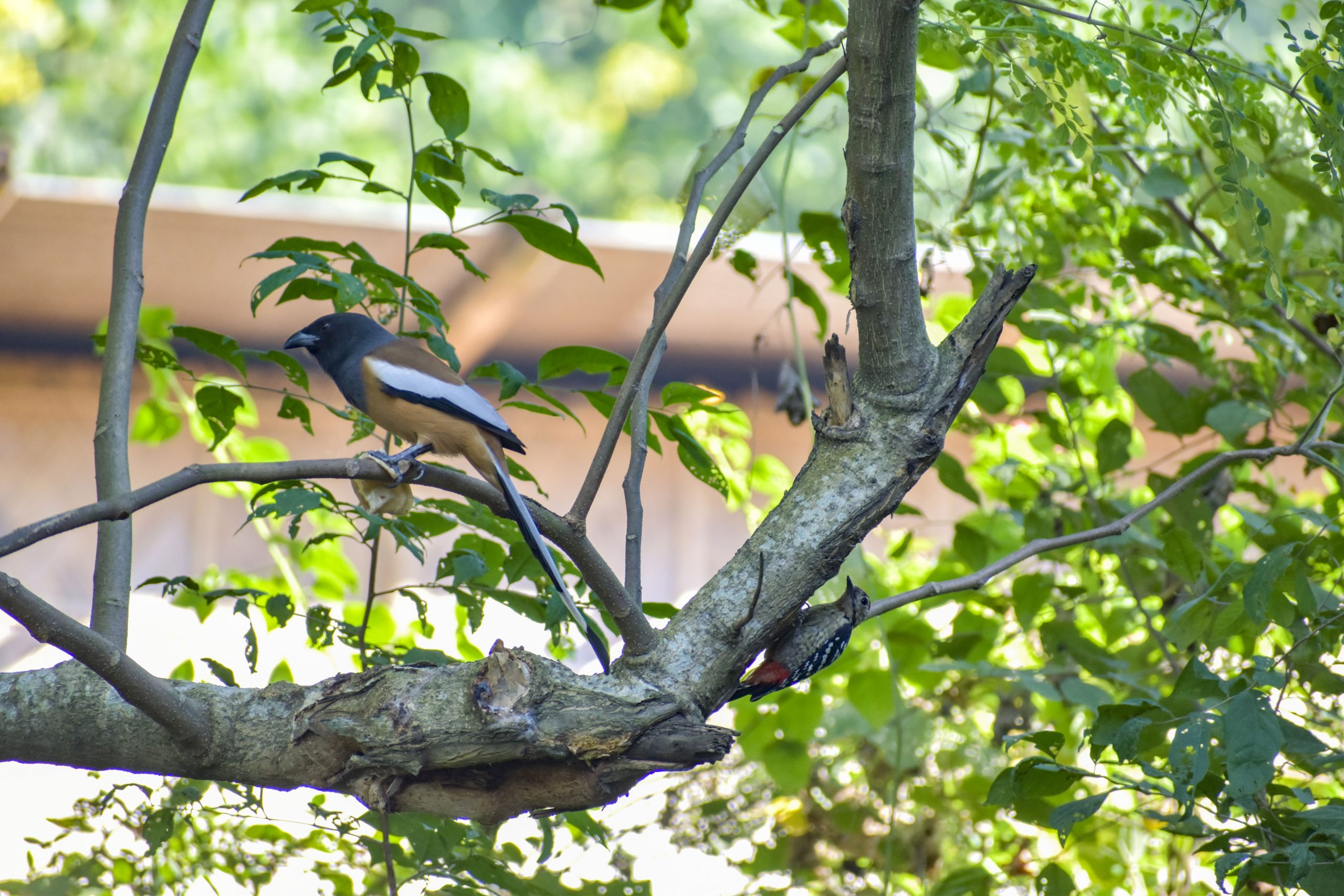 Bird Sitting on tree