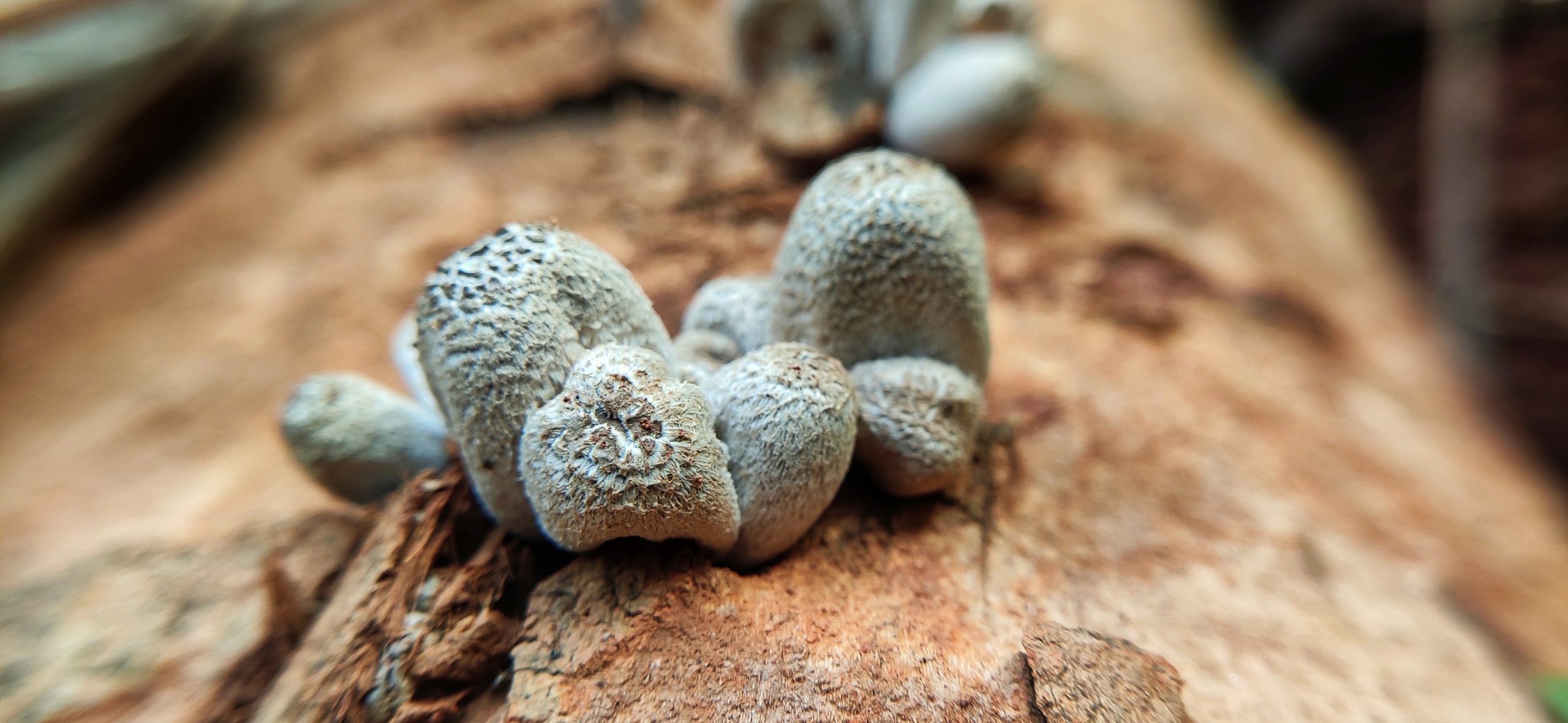 Fungus on a tree bark