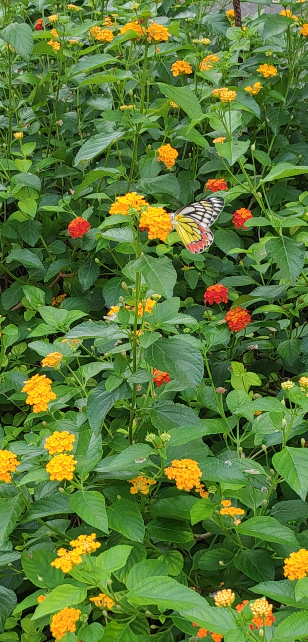 Butterfly on flower