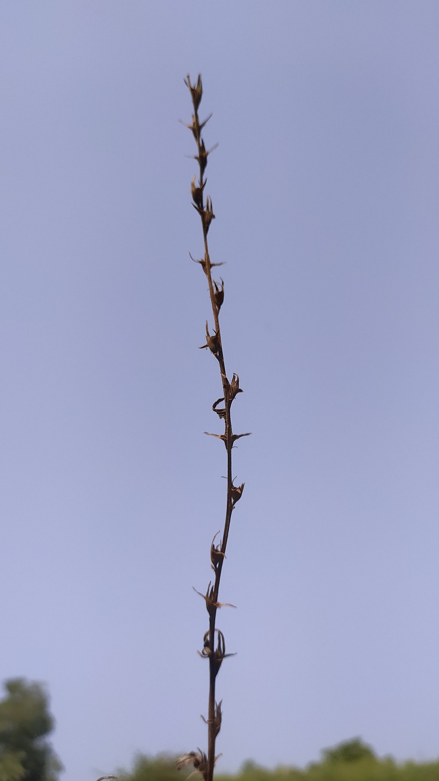 Lactuca saligna plant