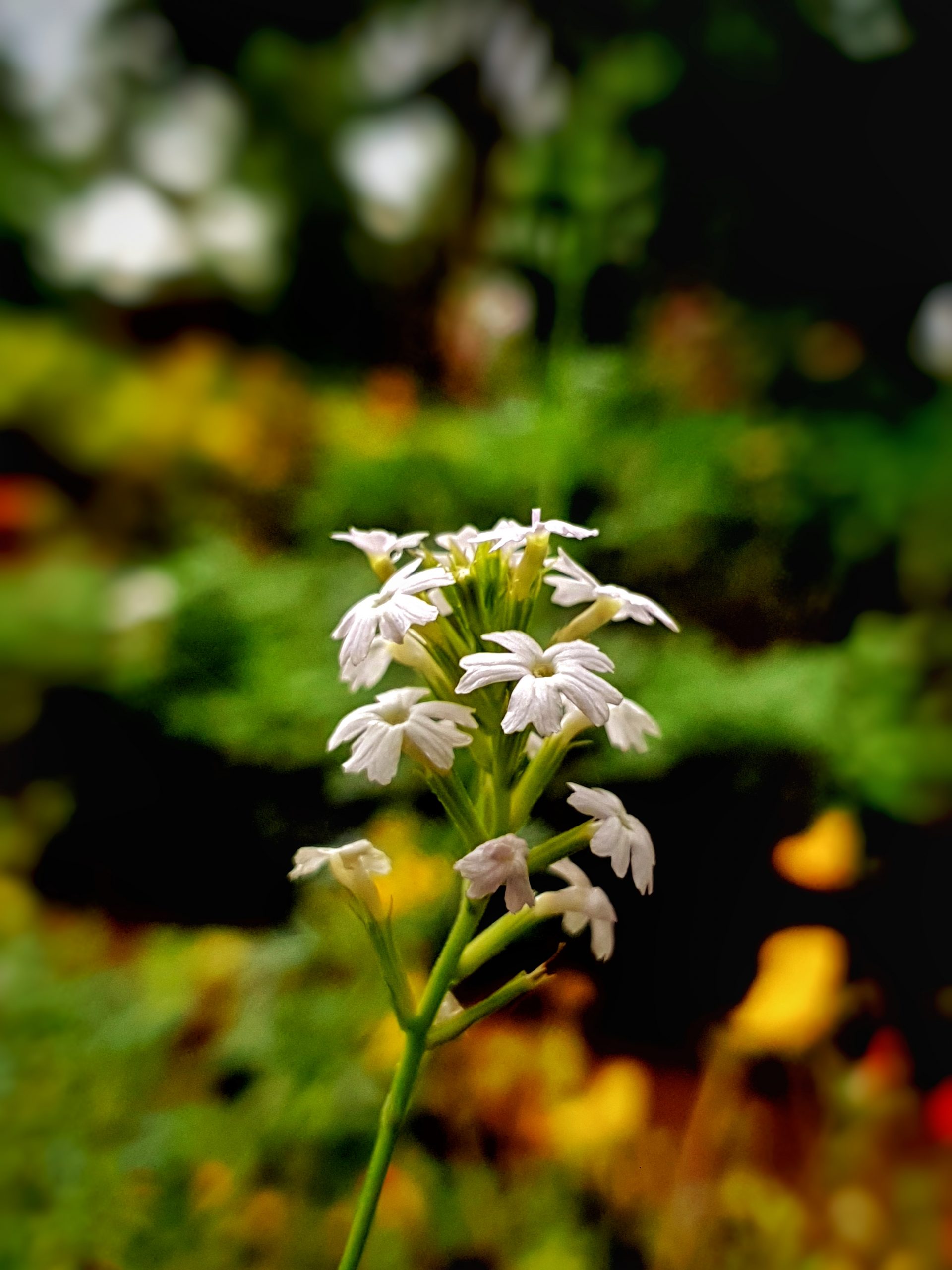 Serenity of White flowers