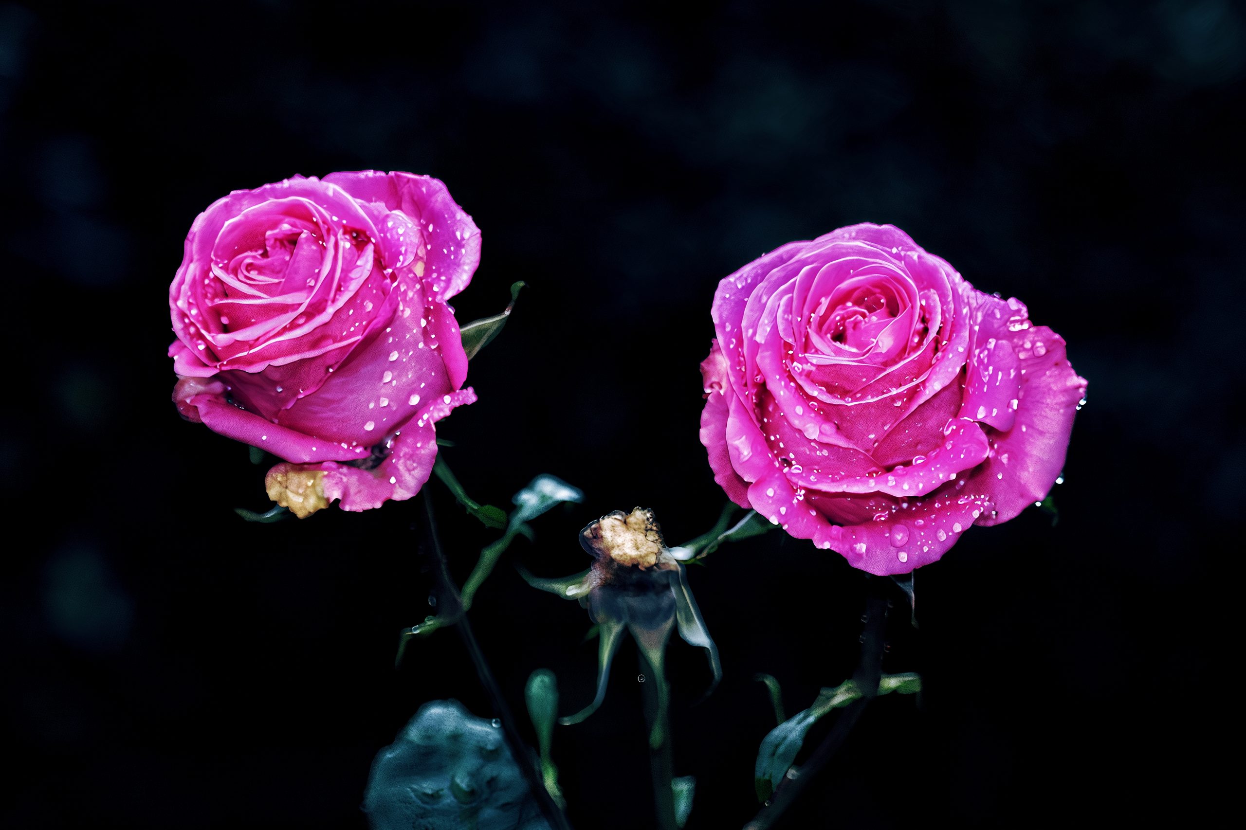 Shining Pink Roses