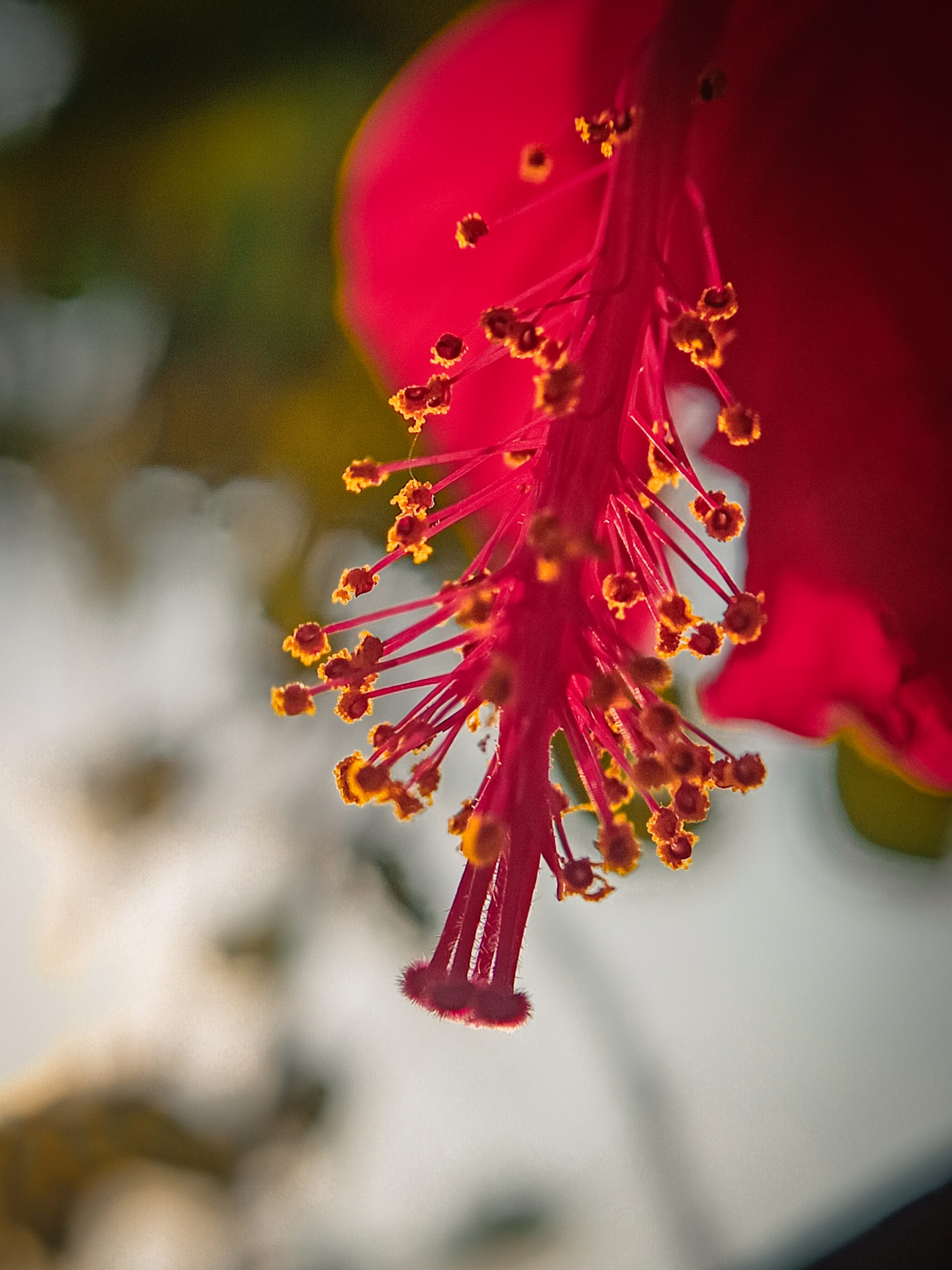 hibiscus flower pollen