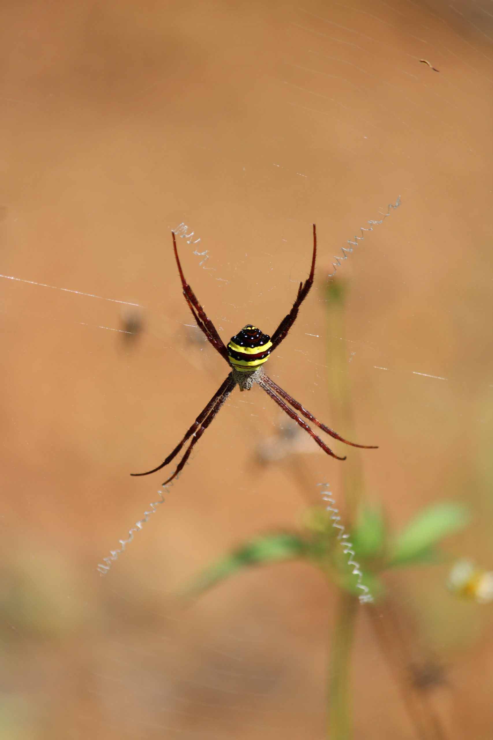 spider in a web