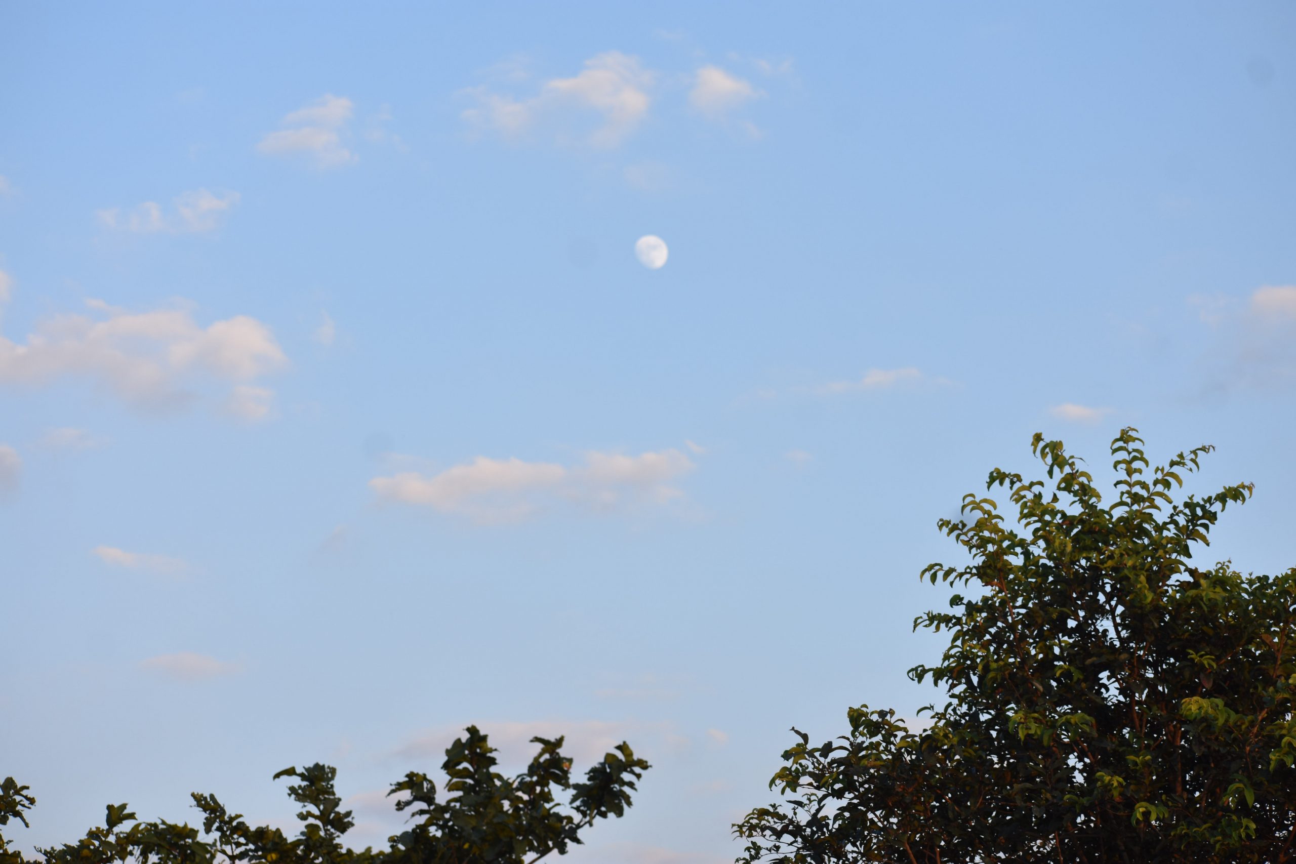 moon in the evening sky