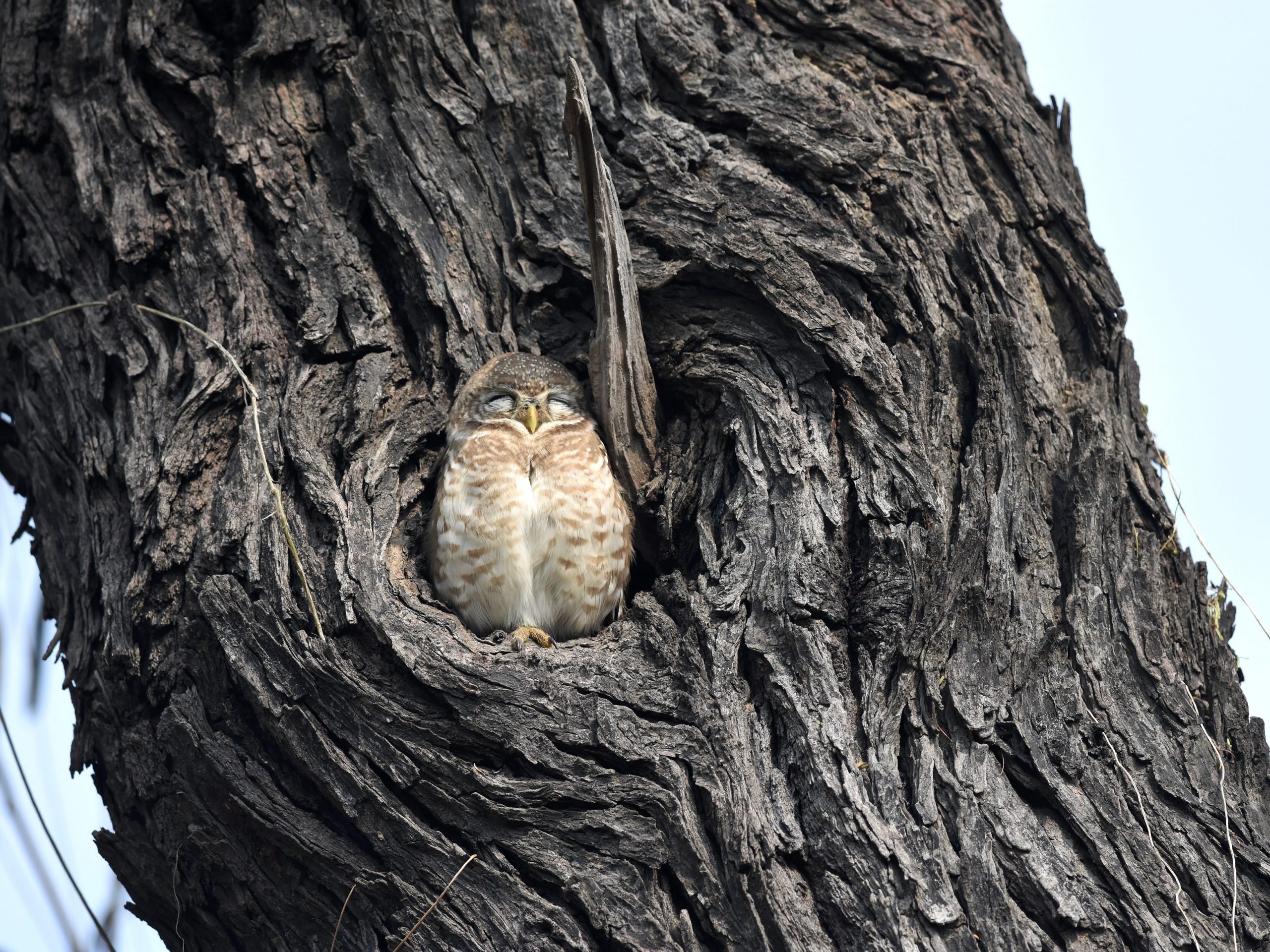 Owl