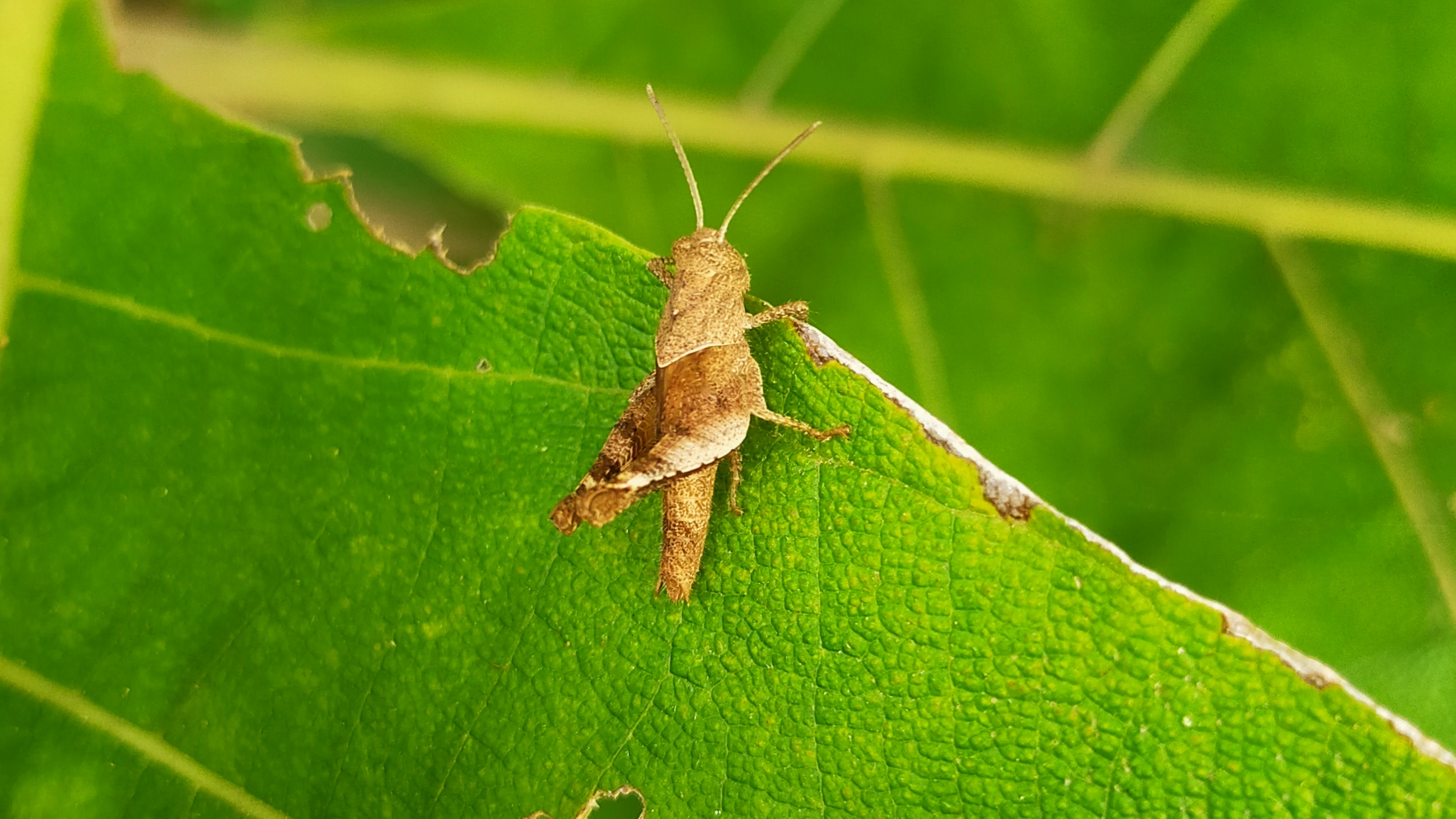 Grasshopper on leaf