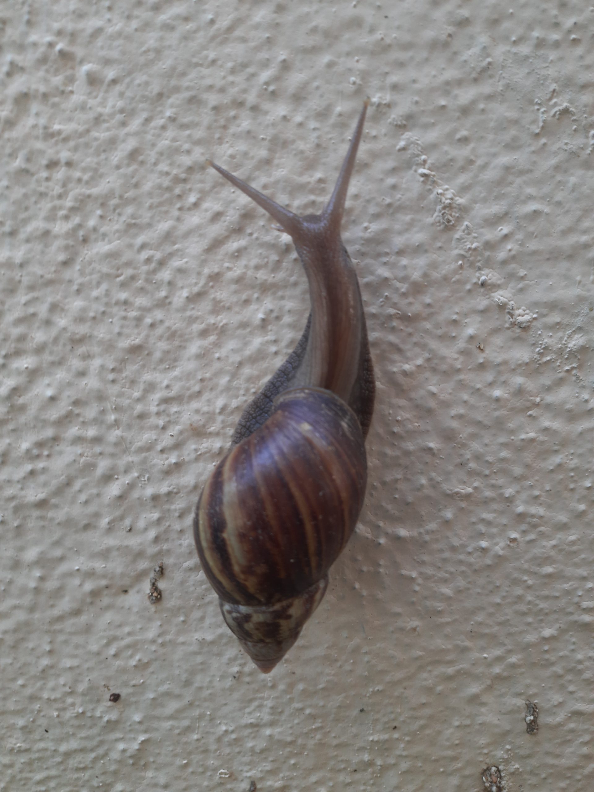 Snail