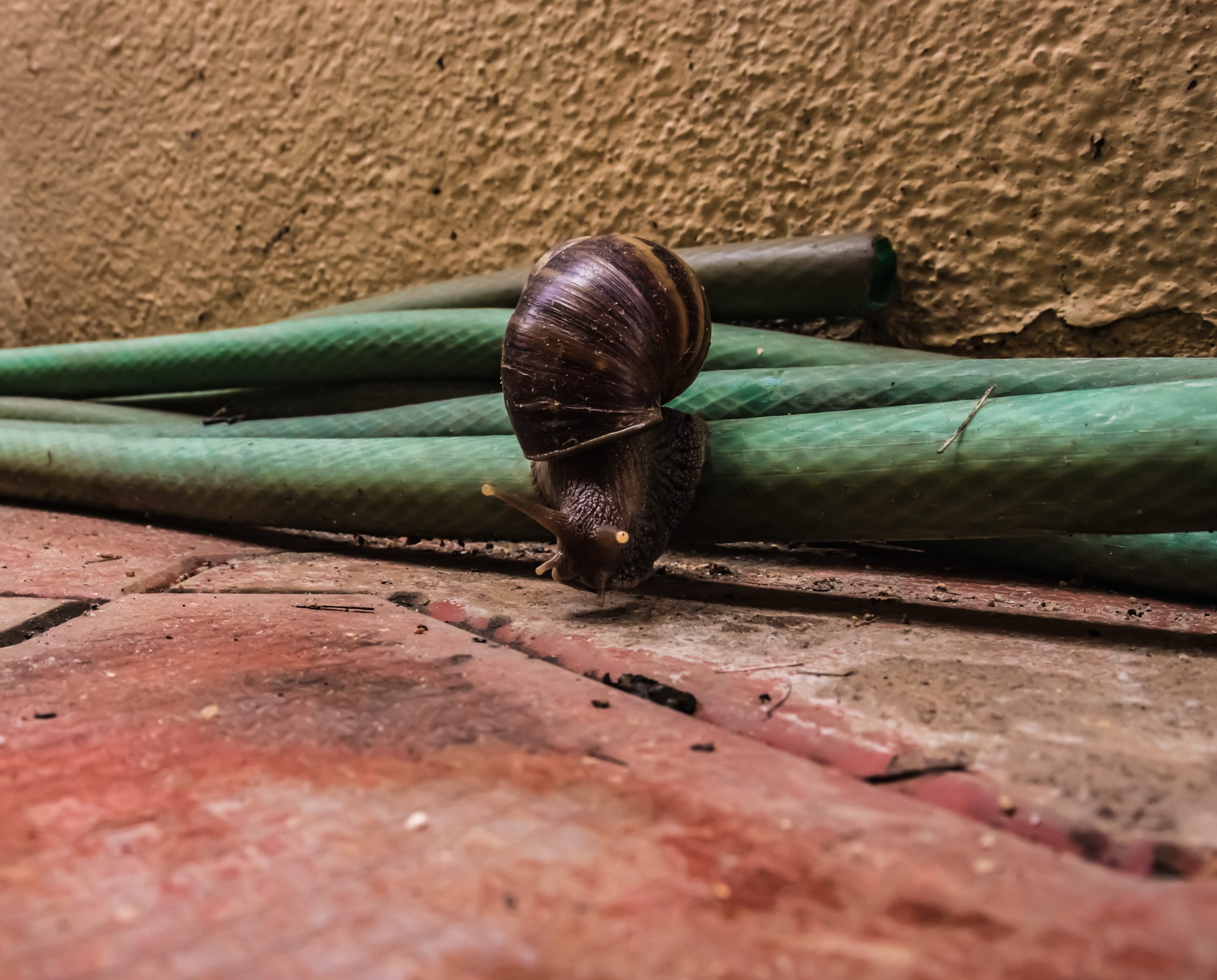 A snail on a wire