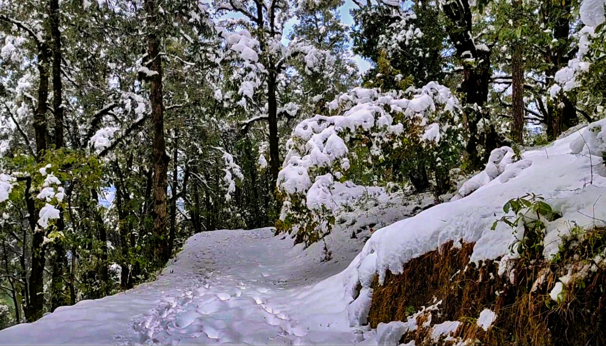 Snowfall on trees