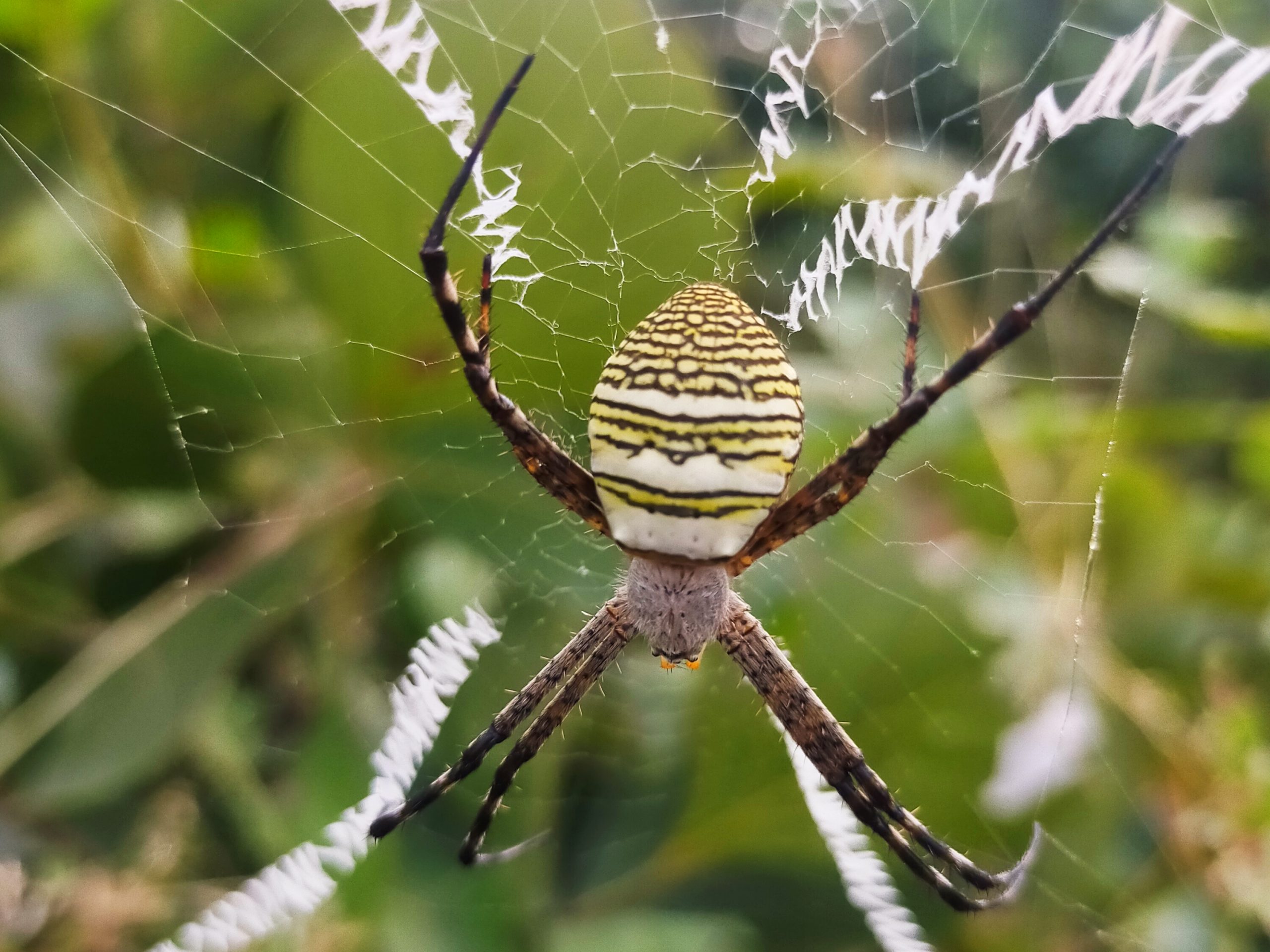 Spider web