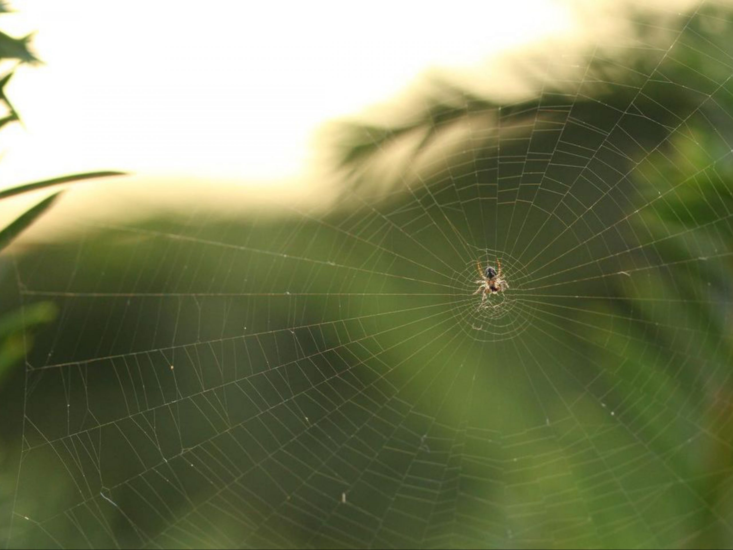 Spider web