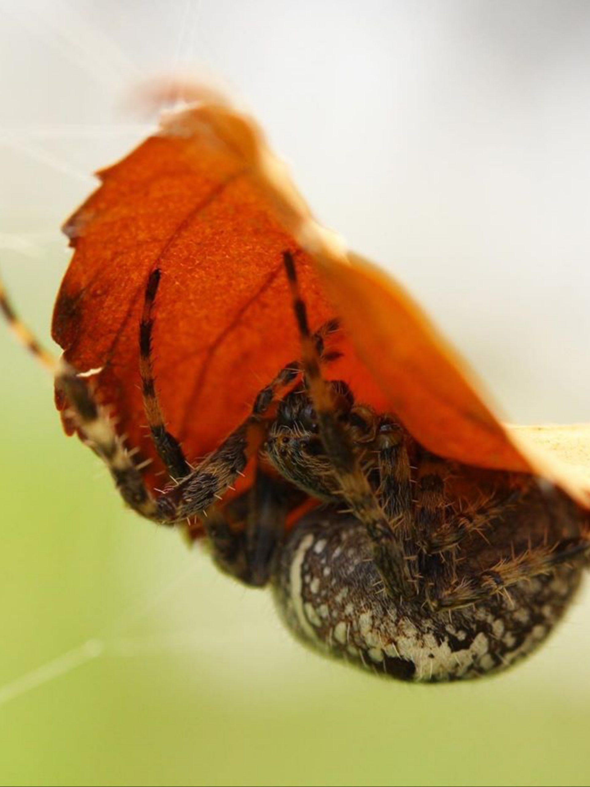 Spider on leaf