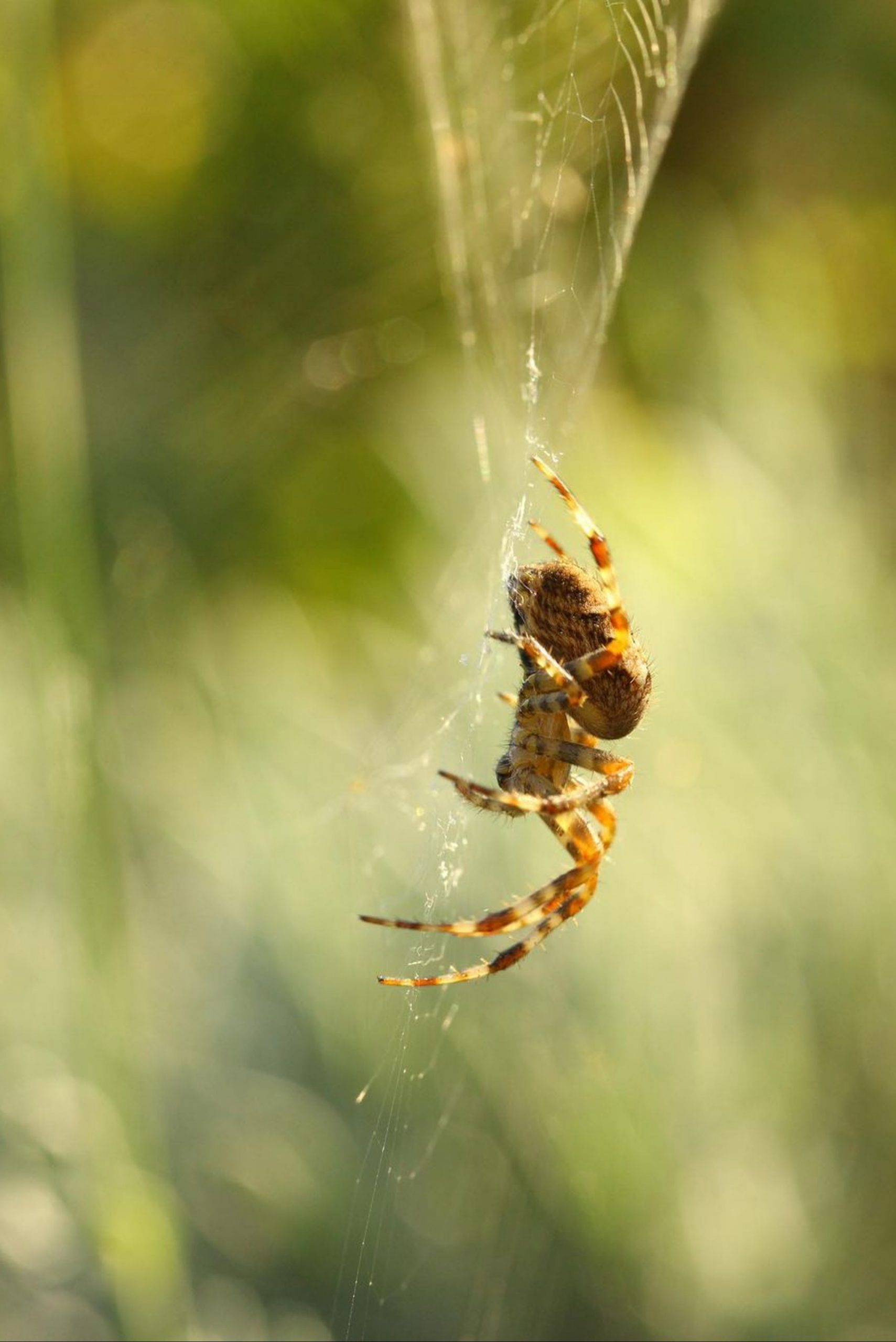 Spider web