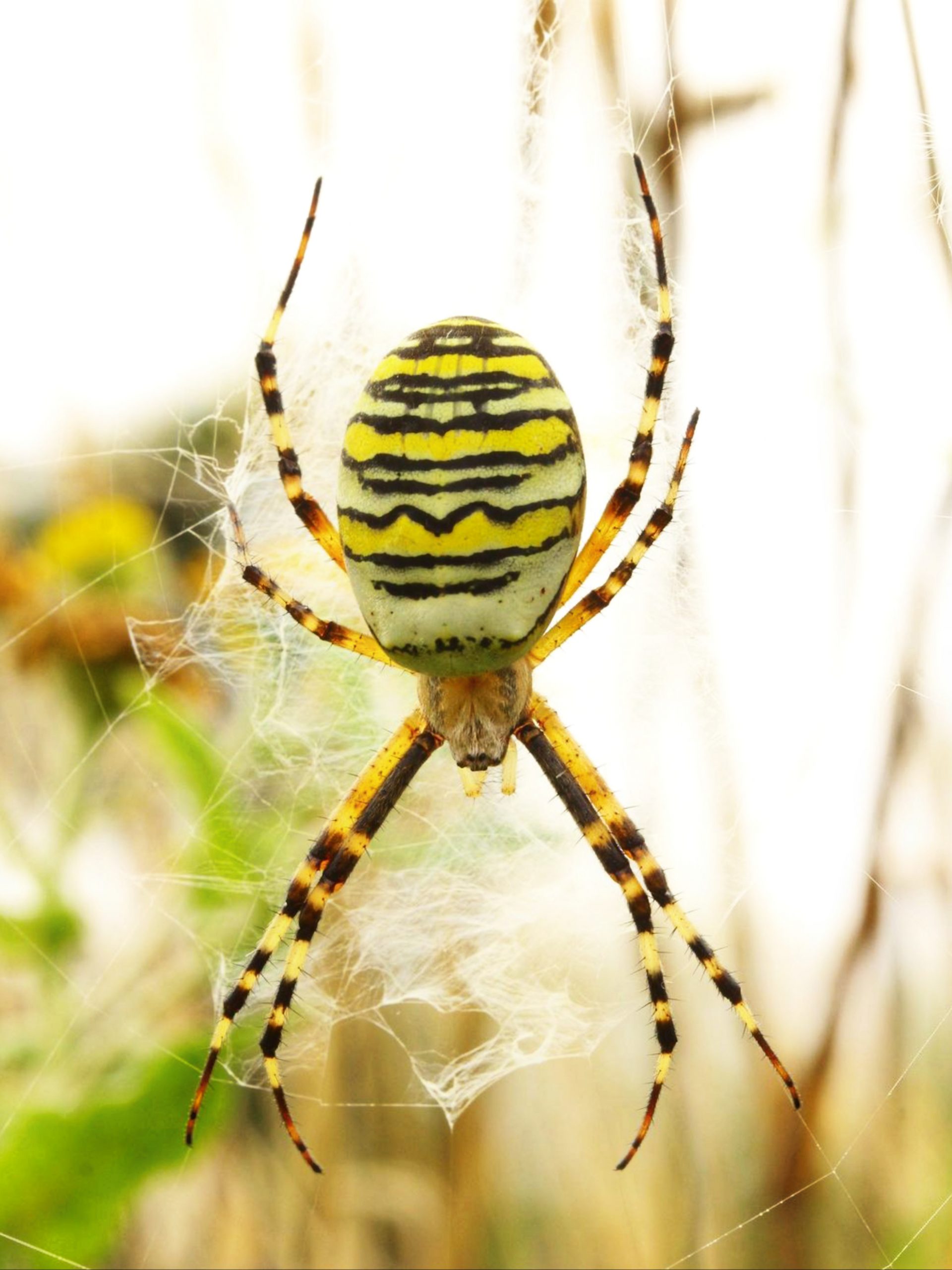 spider in a web