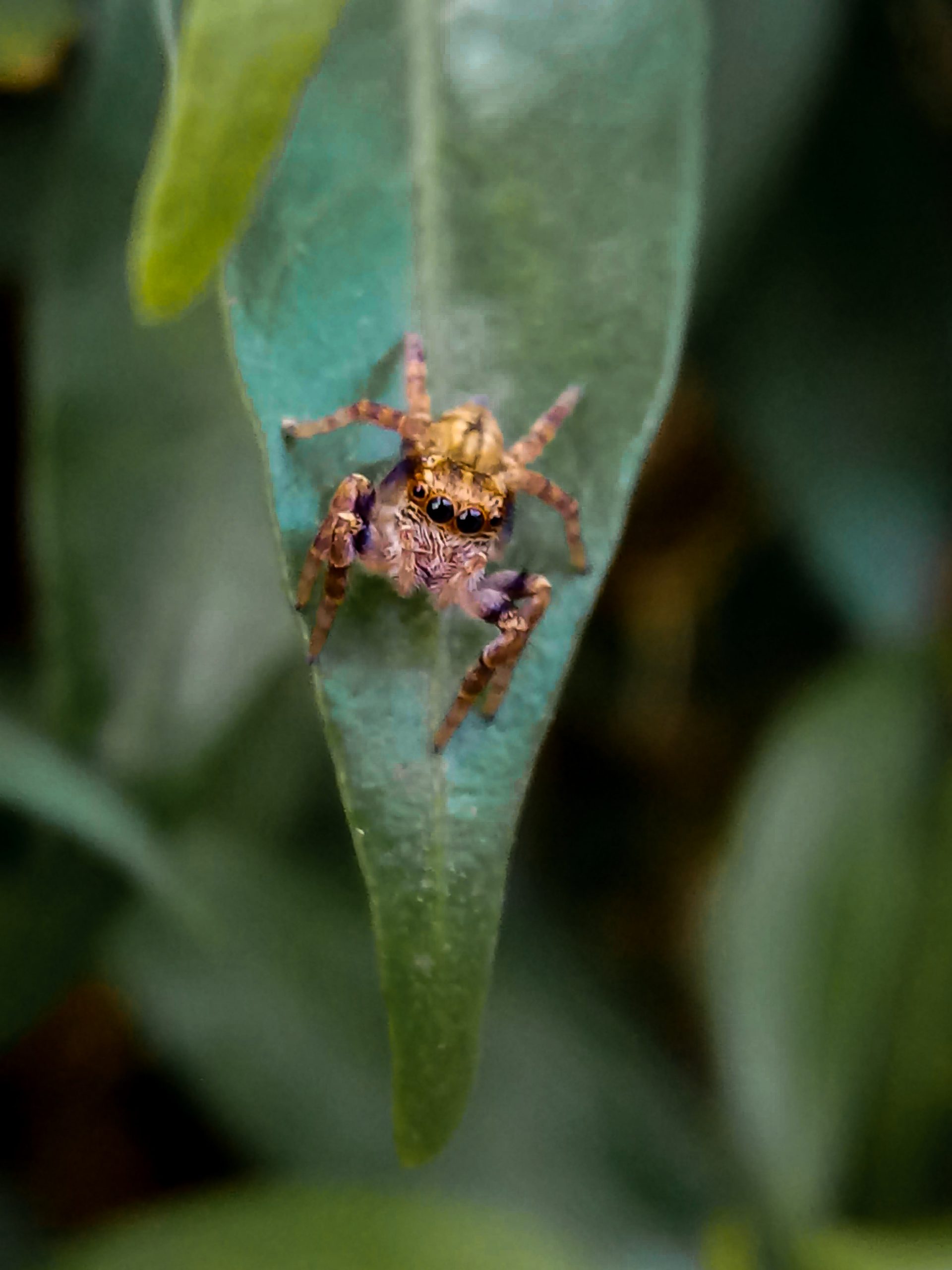 Spider on leaf