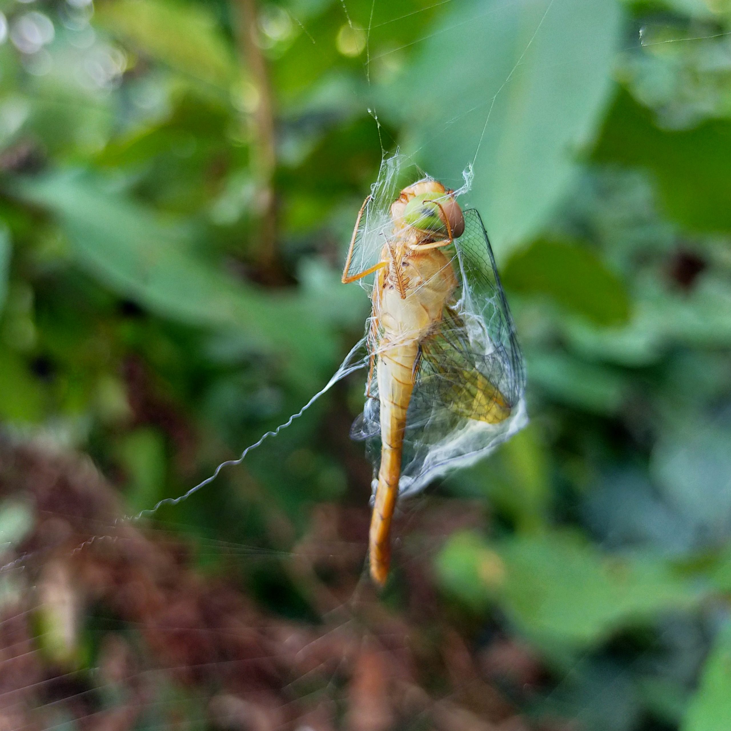 Dragon fly in spider web