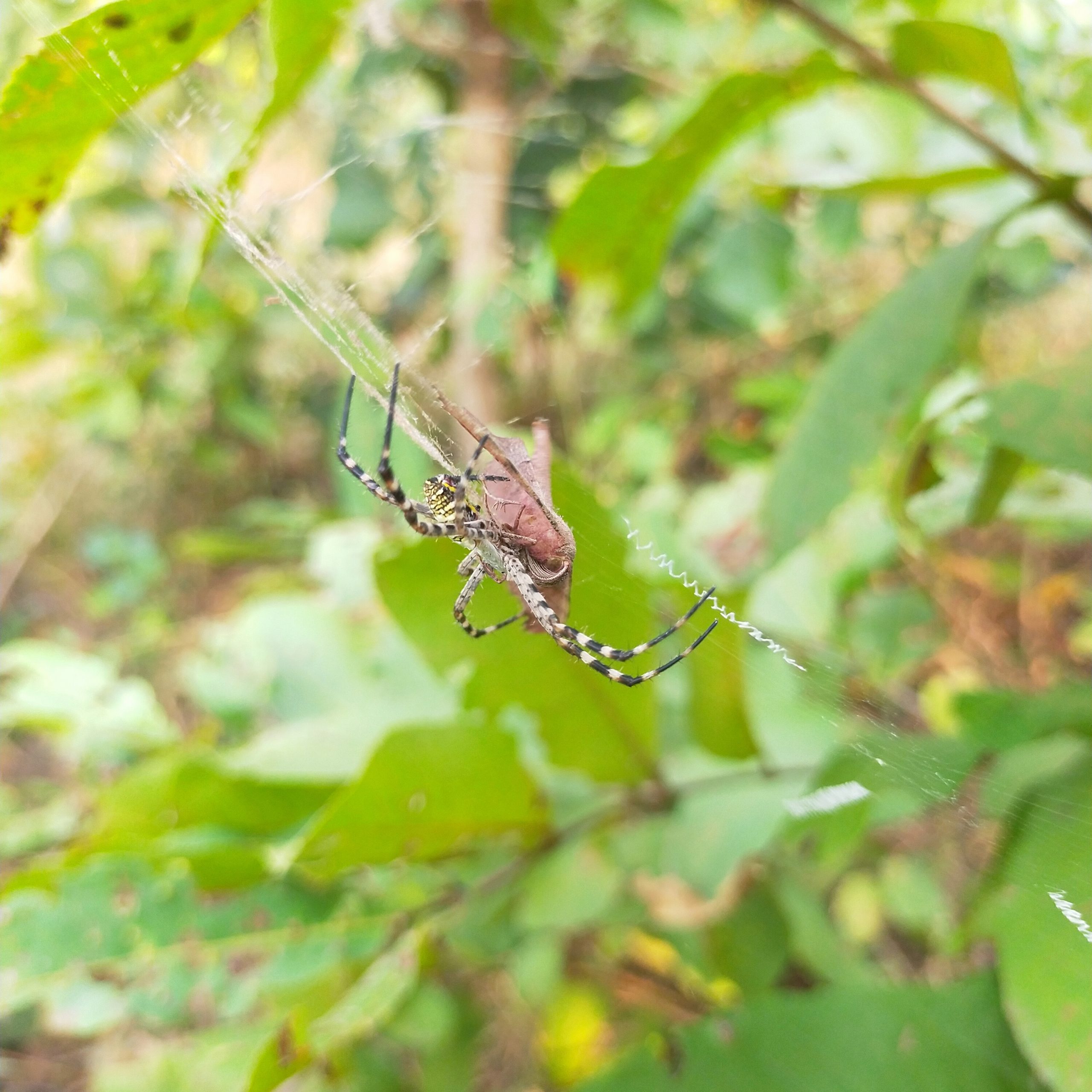 Spider web